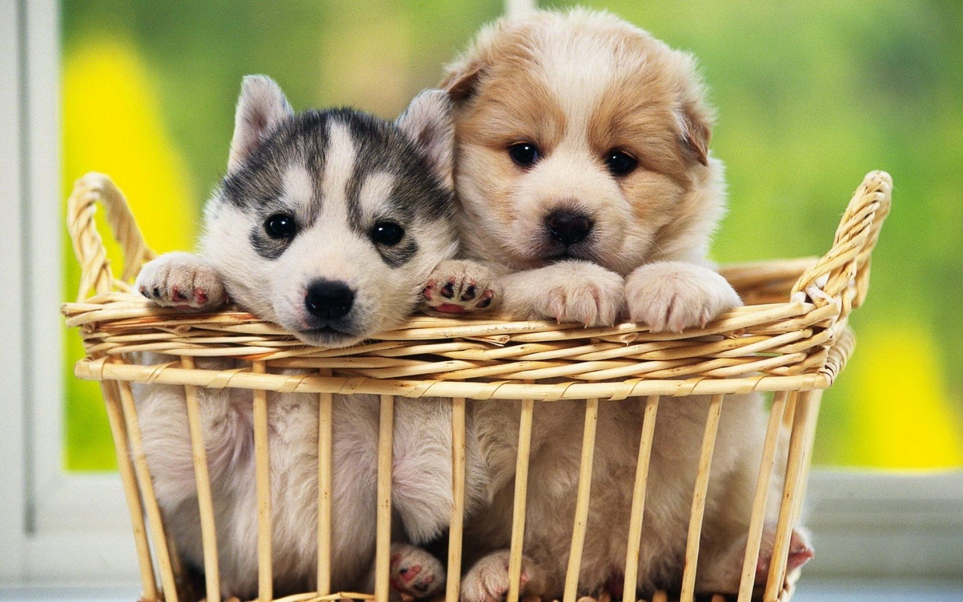 Due cuccioli in cesto vimini, 1920x1200 Full HD+ WUXGA, Desktop