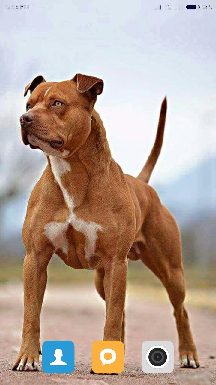 Cane Pitbull marrone, 720x1280 Full HD Verticale, Smartphone