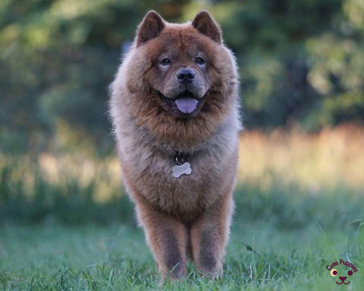 Chow Chow marrone su erba, 1280x1024 HD, Desktop