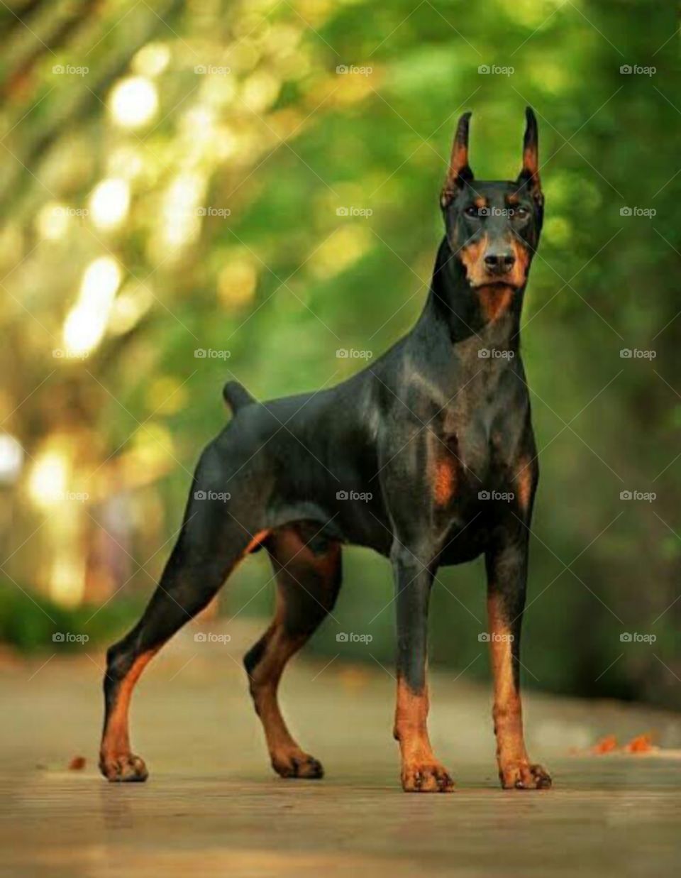 Cane Dobermann in piedi all'aperto, 960x1237 Verticale, Telefono