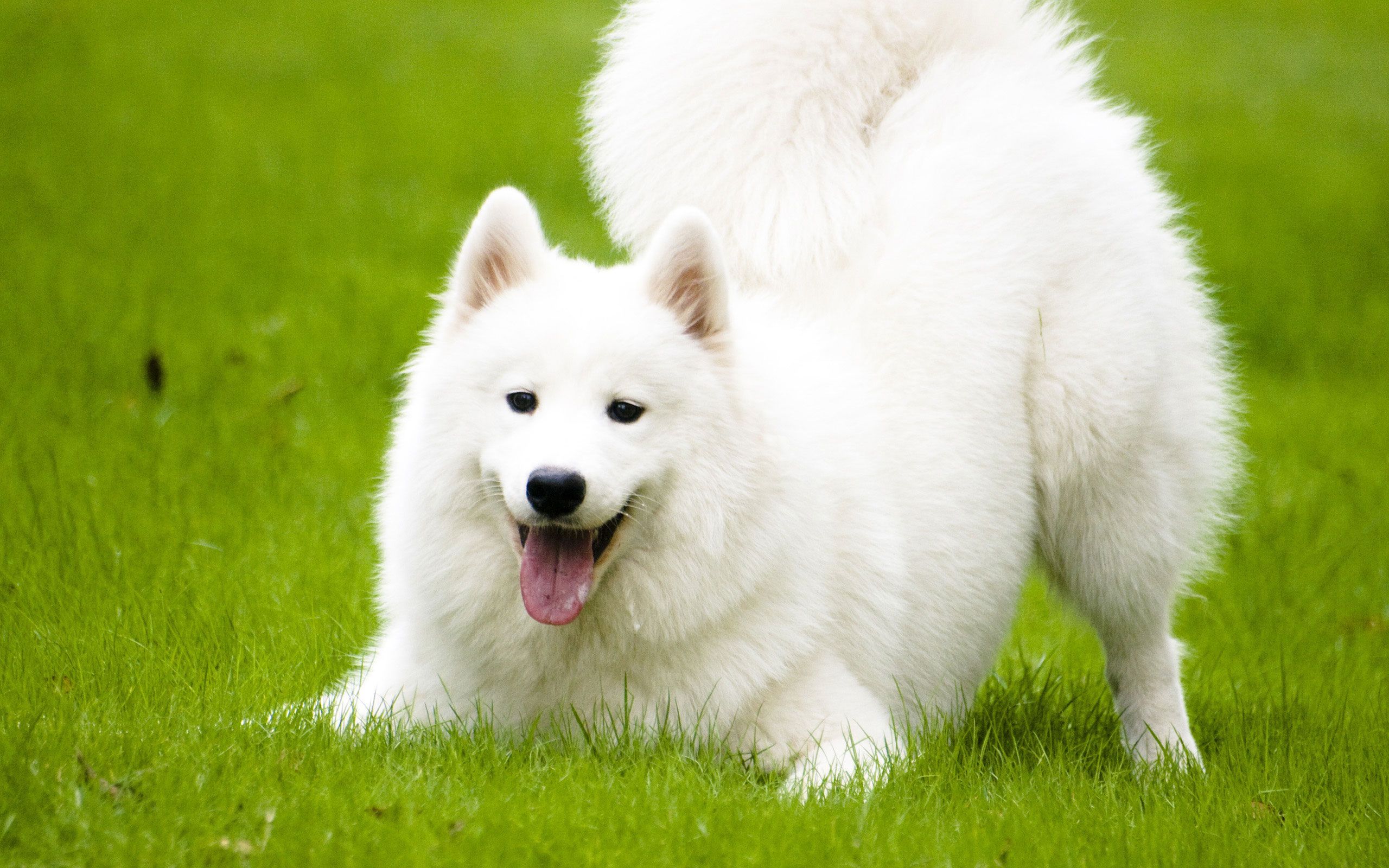 Cane Samoiedo bianco sull'erba, 2560x1600 WQXGA, MacBook Pro