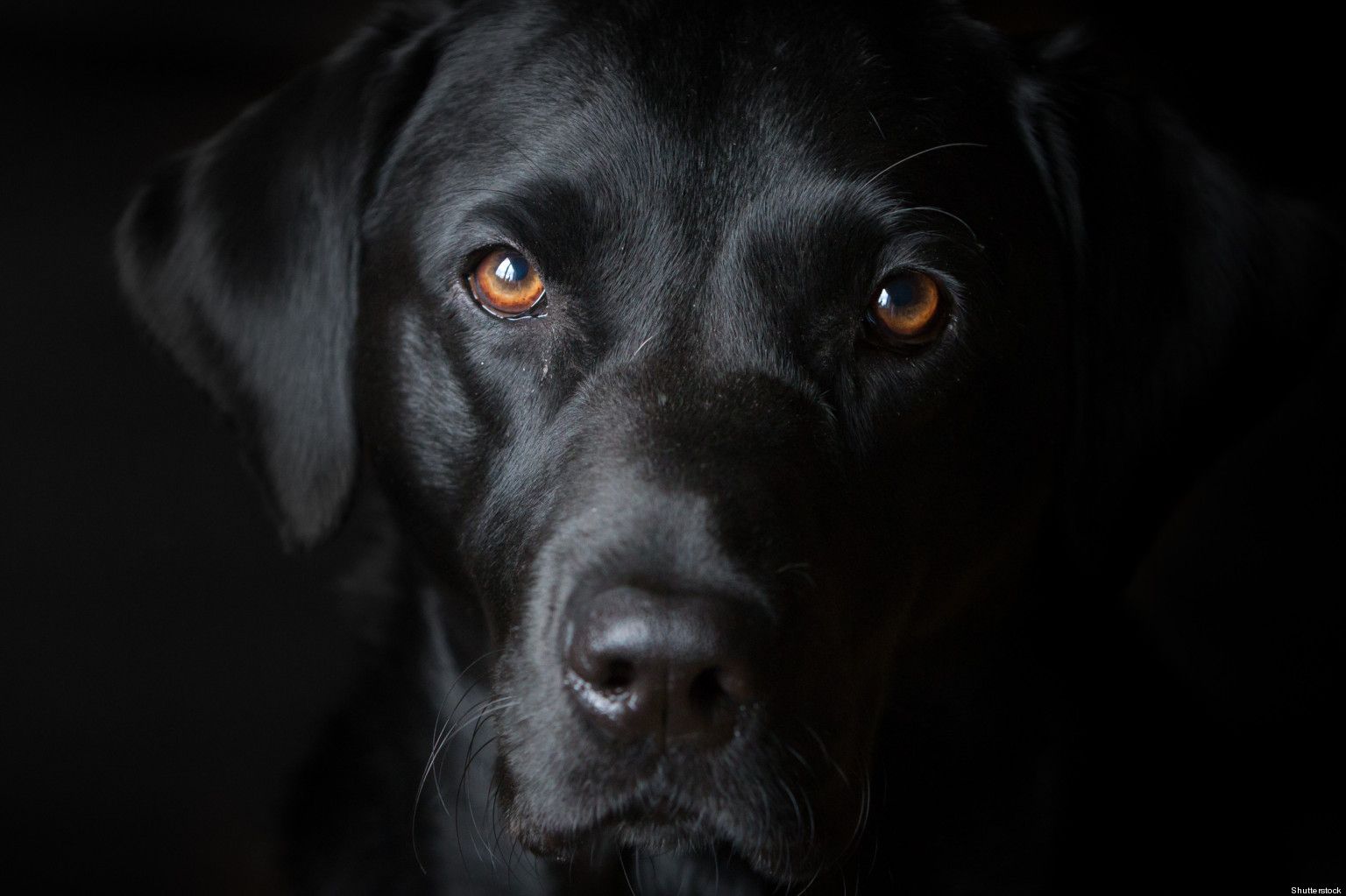 Cane nero labrador primo piano, 1536x1023 720p, PC