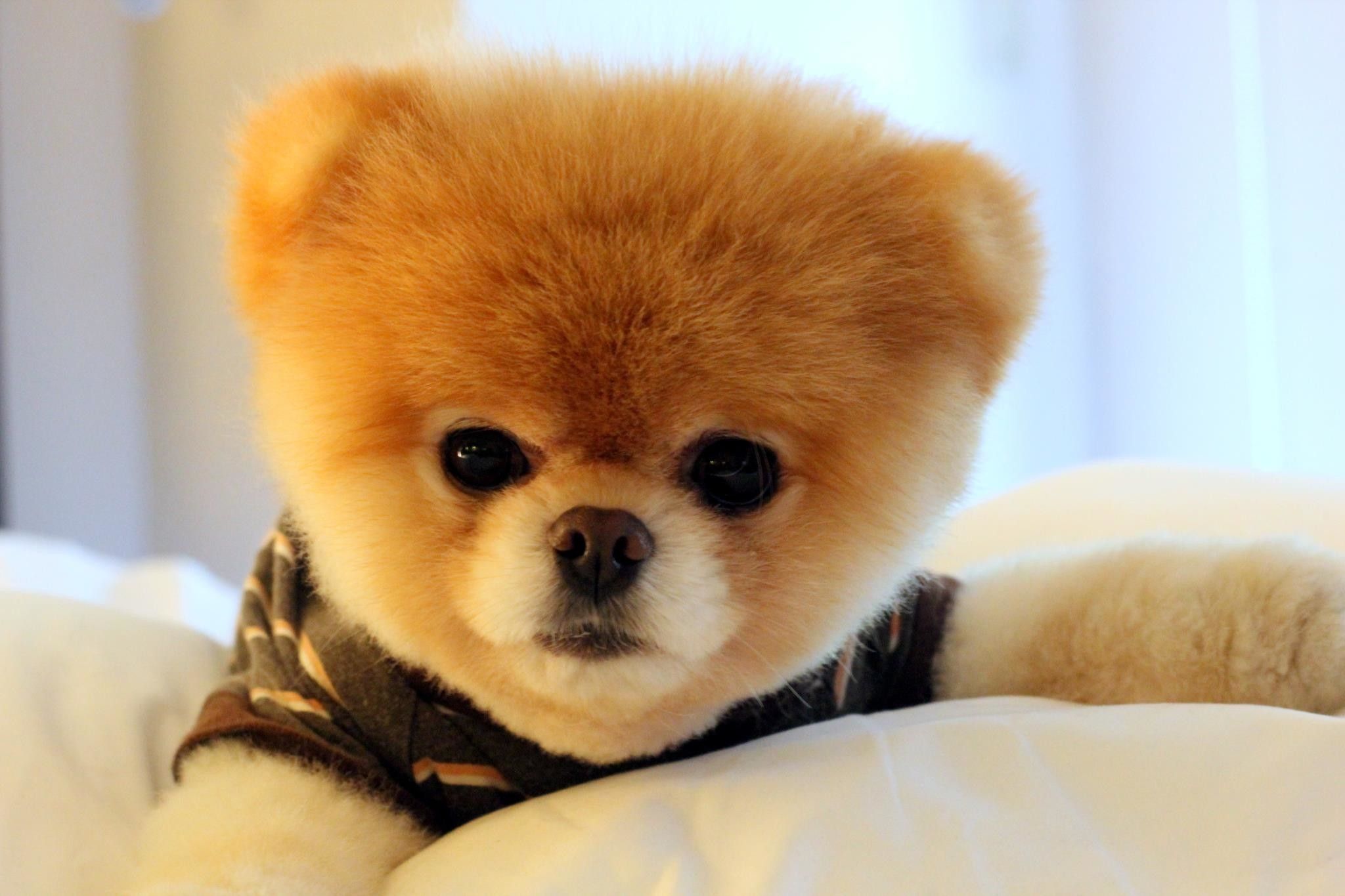 Boo il cane Pomerania, 2048x1365 2K, Desktop