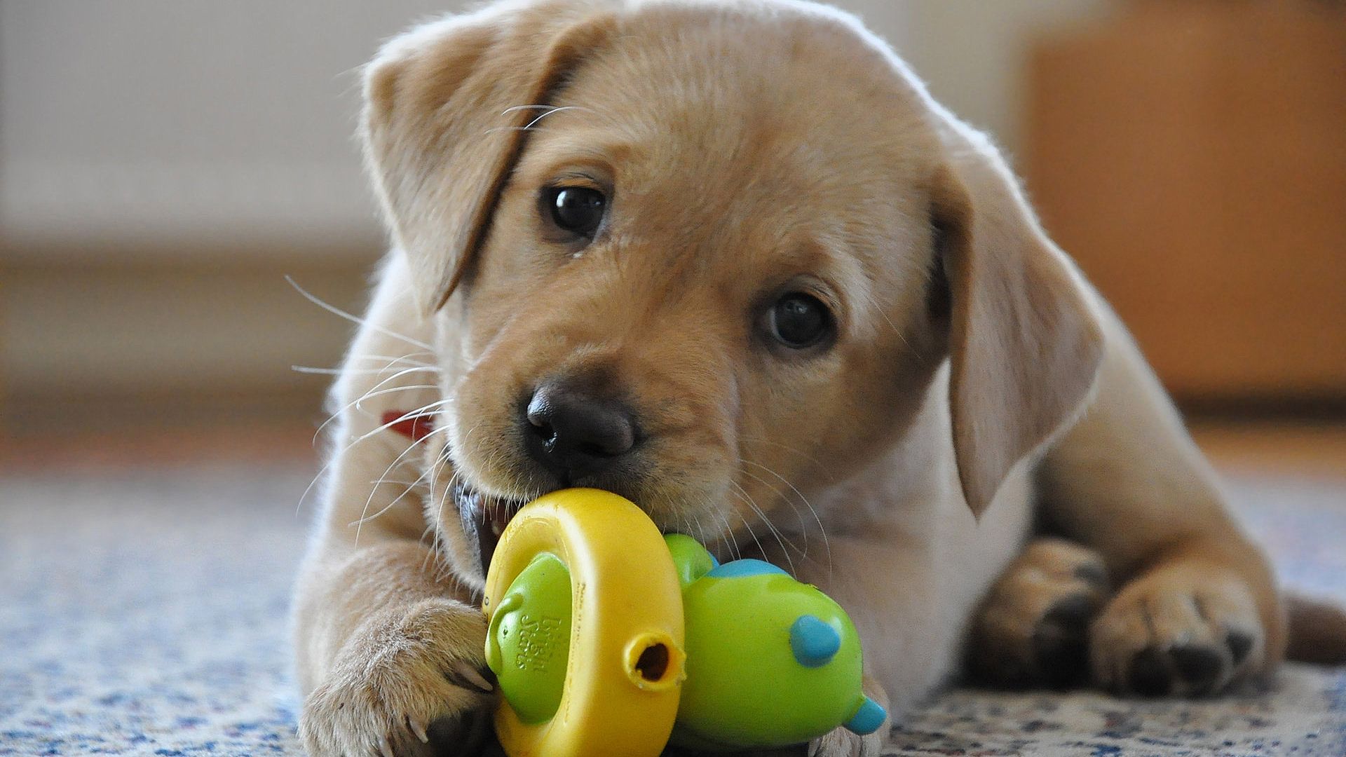 Cucciolo Labrador con giocattolo, 1920x1080 1080p, Laptop