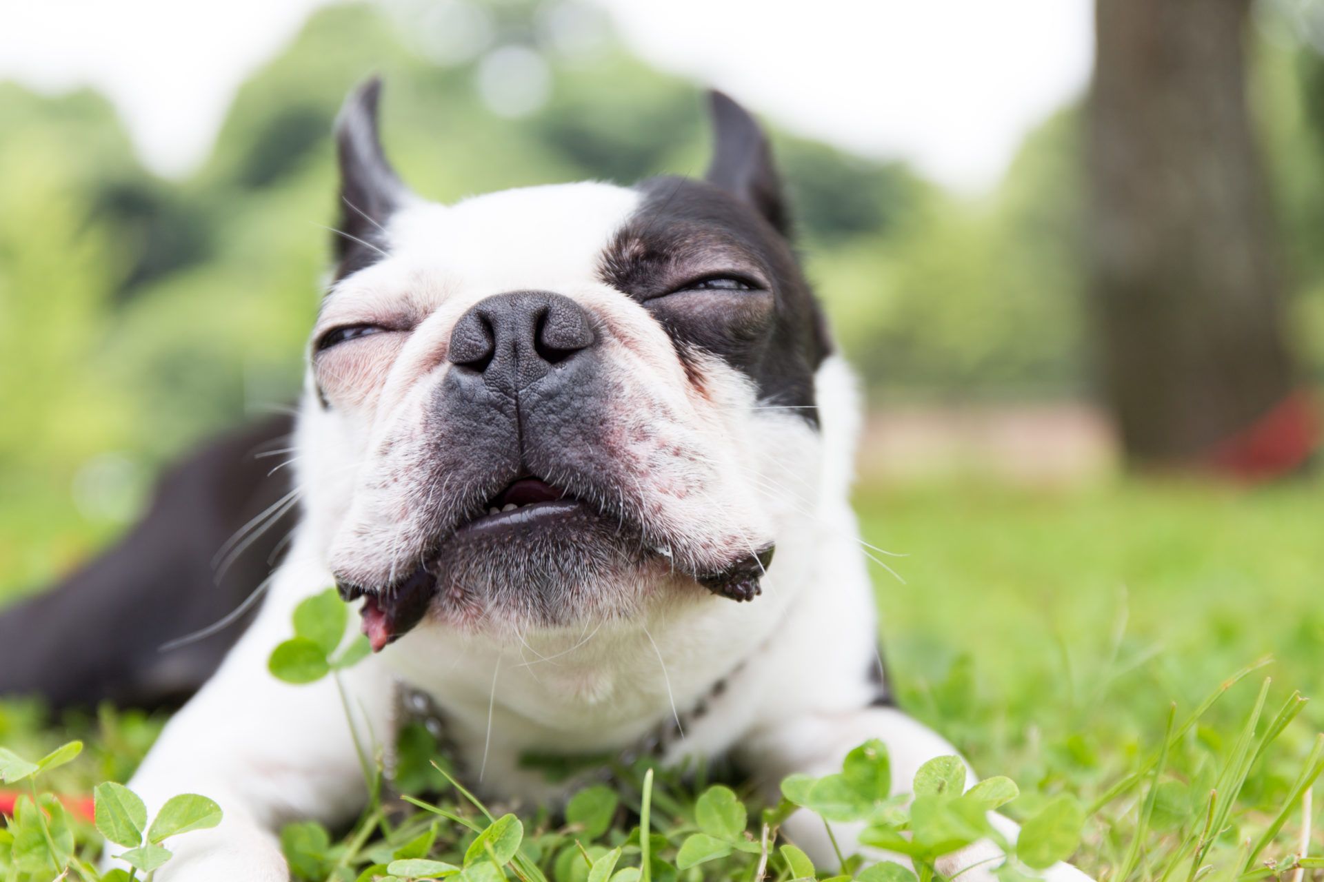 Boston Terrier sdraiato sull'erba, 1920x1280 Full HD+ WUXGA, PC Desktop