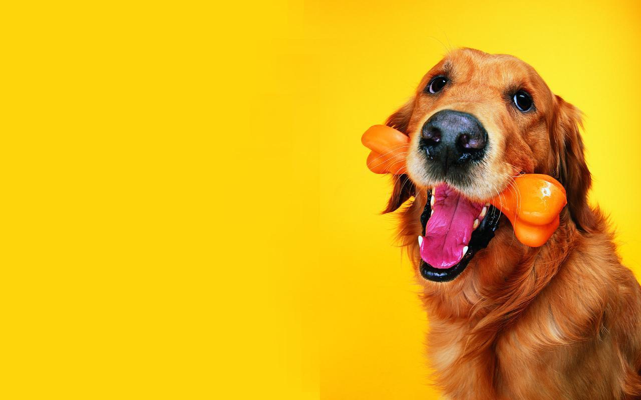 Golden retriever con giocattolo arancione, 1280x800 720p, PC