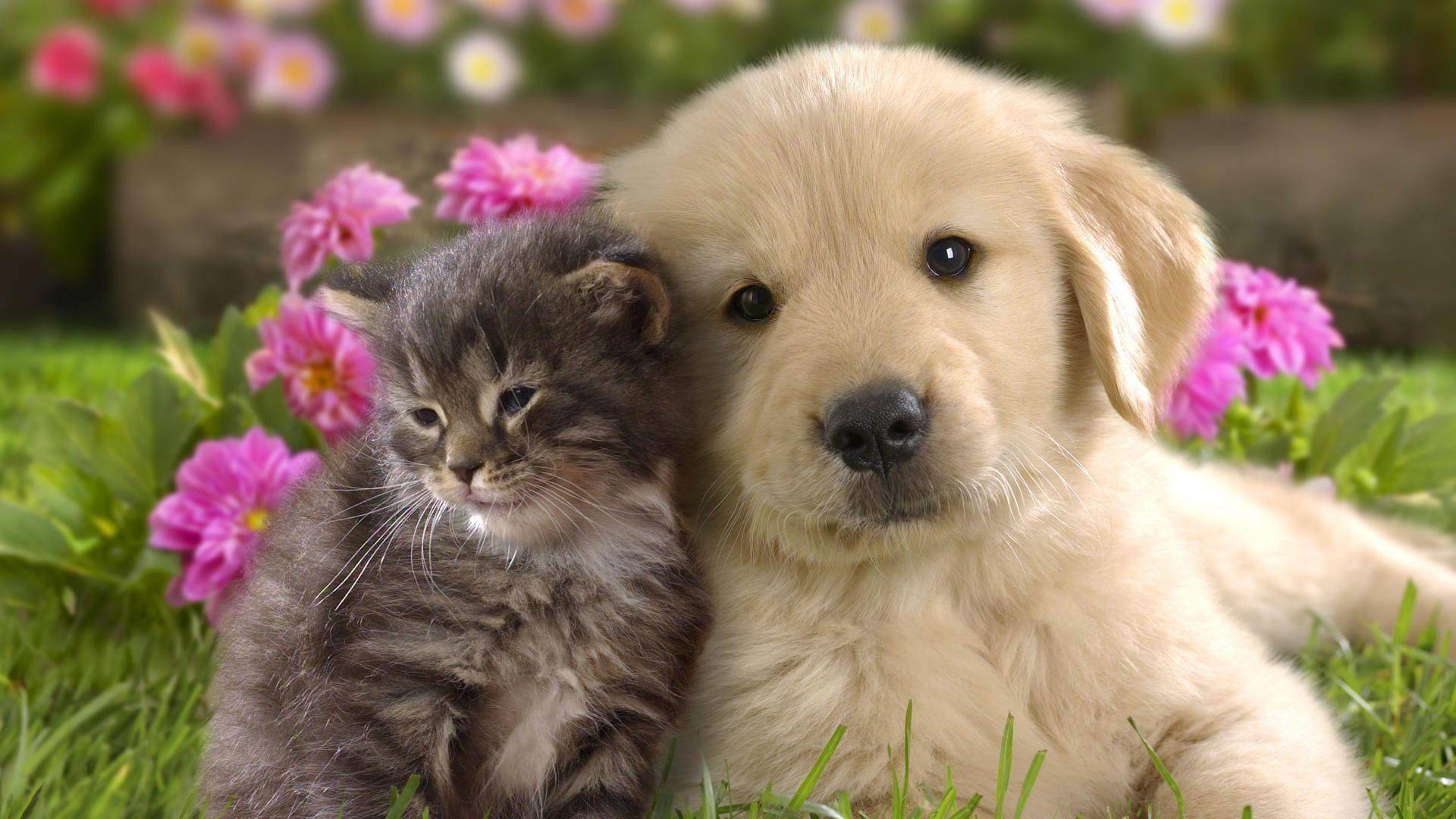 Cucciolo golden retriever e gattino, 1920x1080 1080p, Desktop