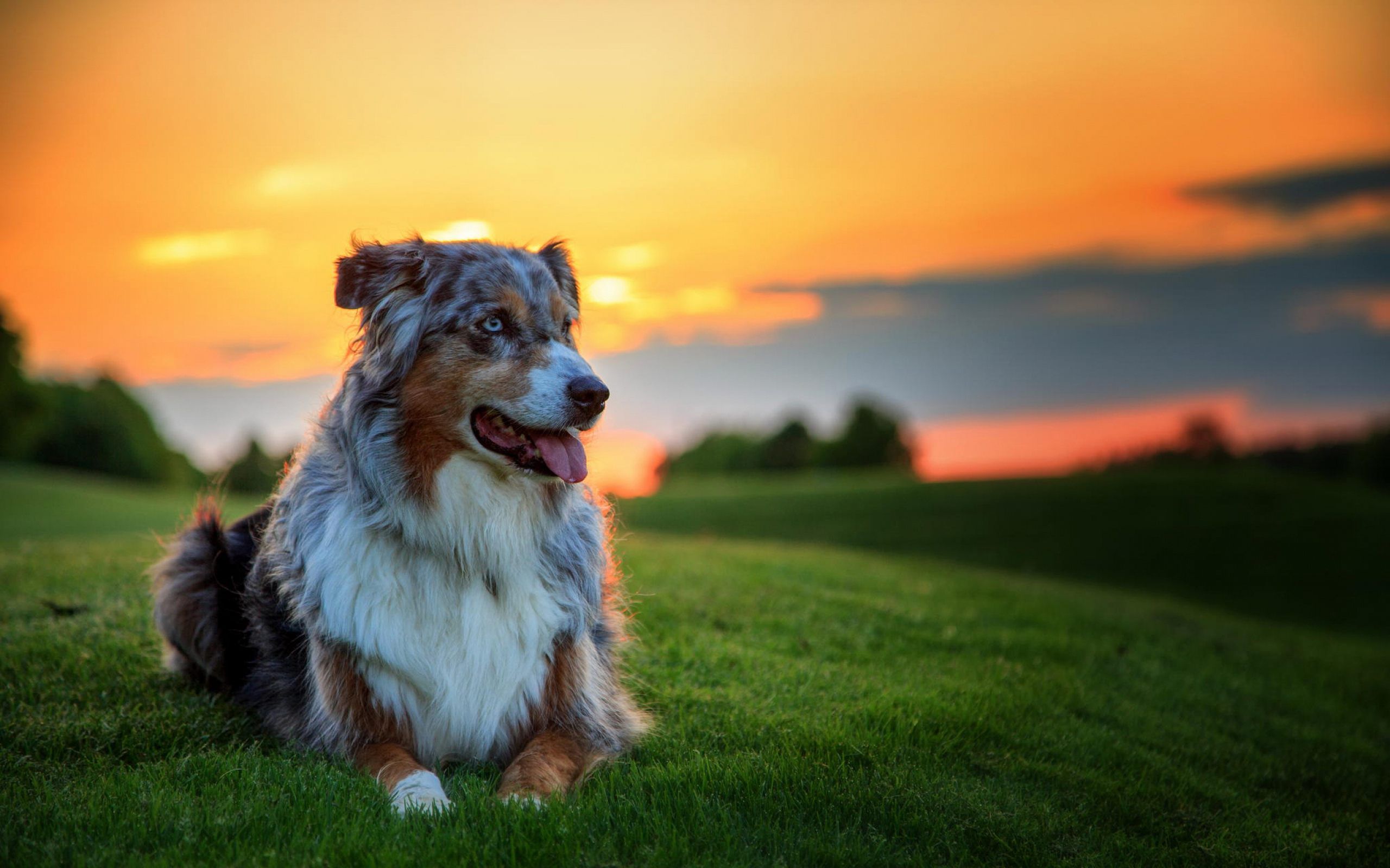 Cane pastore australiano al tramonto, 2560x1600 2K+, MacBook Pro