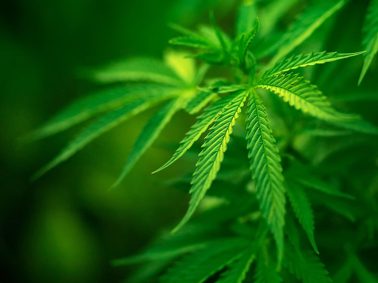 Foglia di marijuana verde, 1600x1200 900p, Laptop