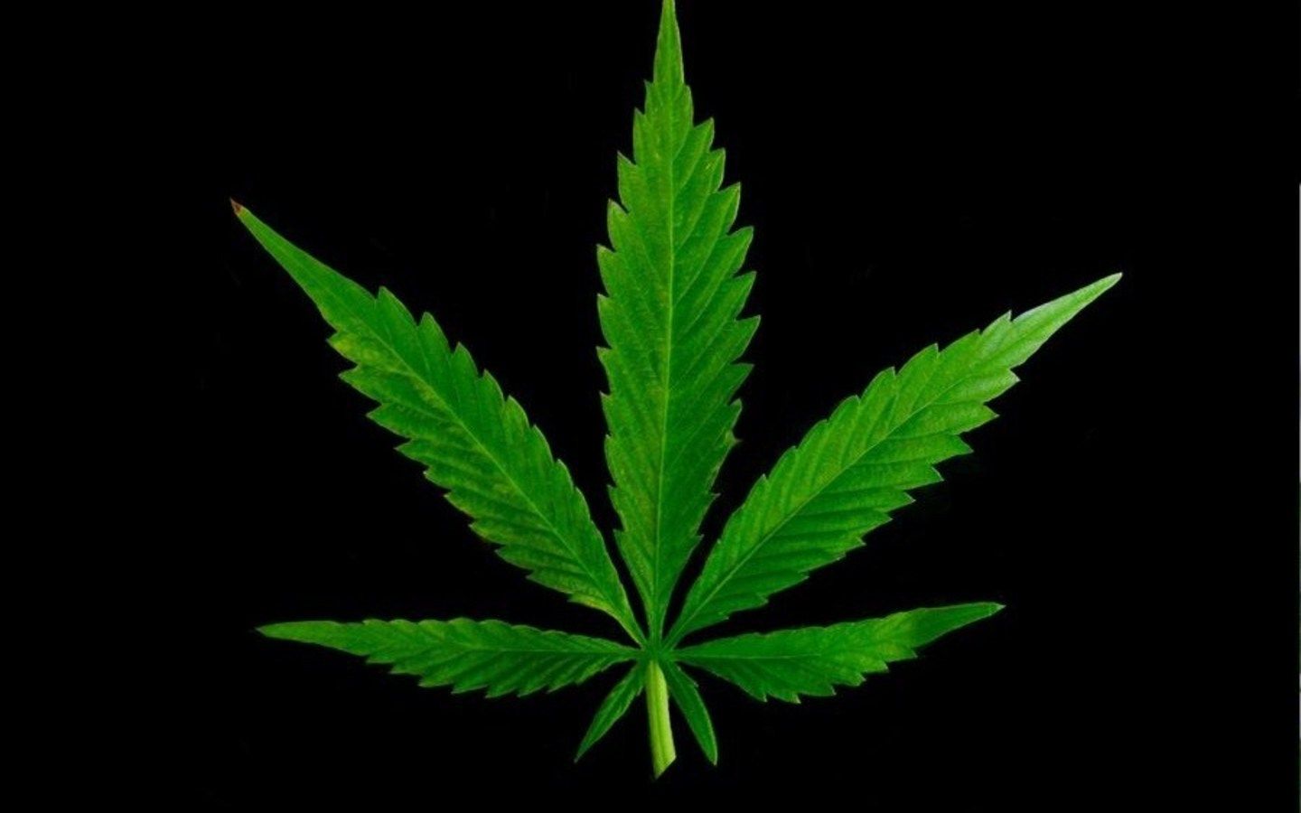 Foglia di marijuana verde acqua, 1920x1080 1080p, Laptop