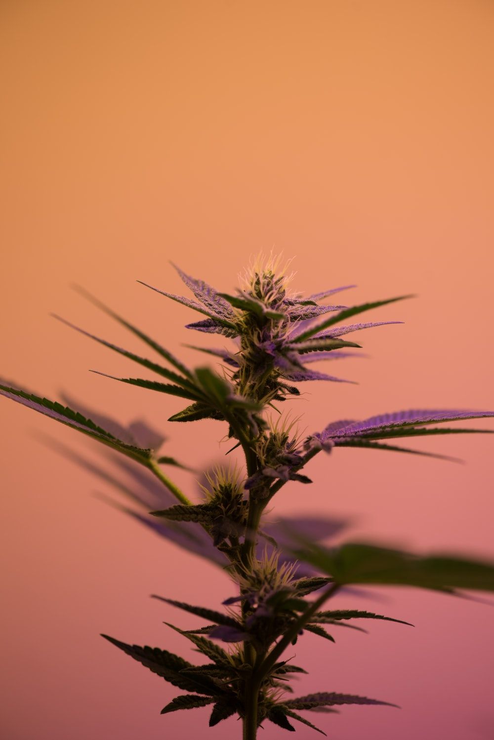 Pianta di marijuana su sfondo rosa, 1000x1498 Full HD Verticale, iPhone