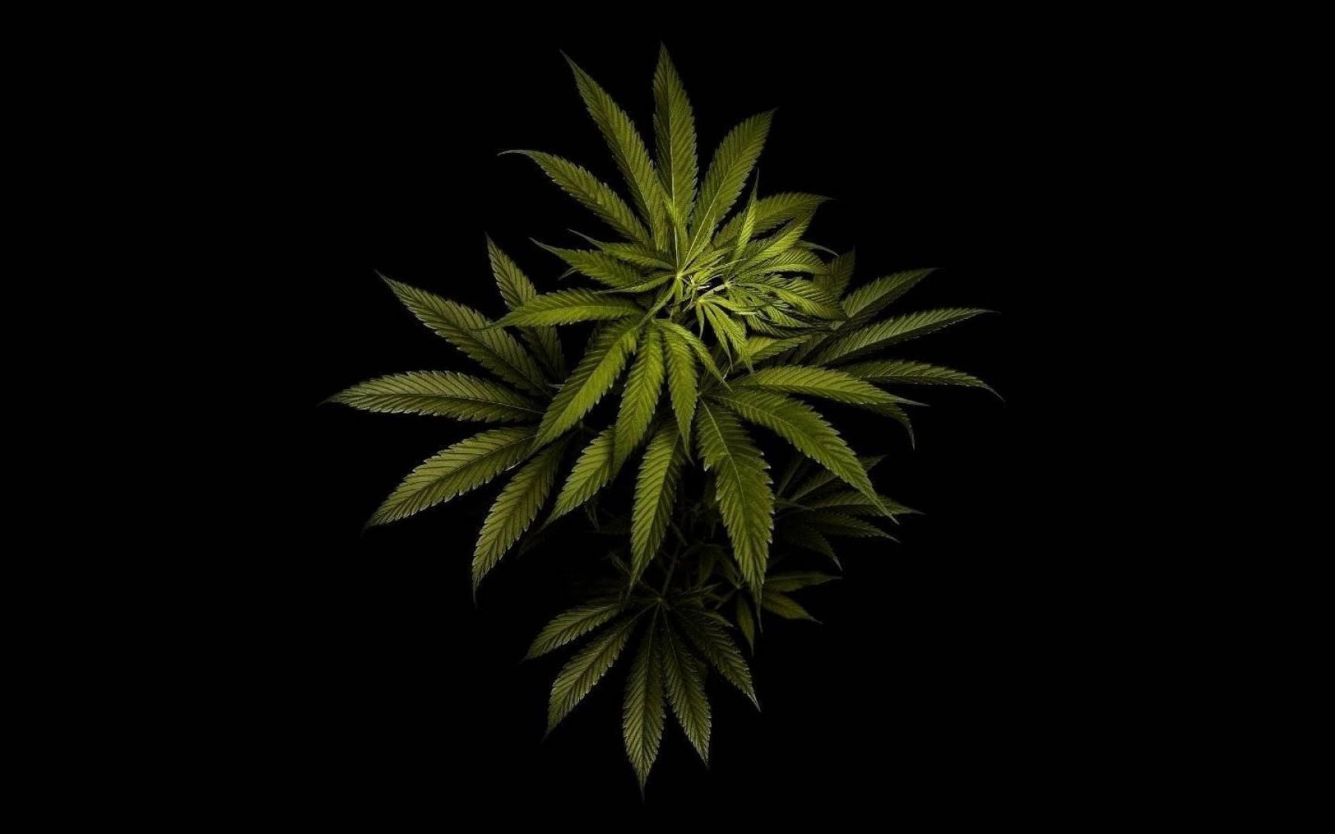Foglia di marijuana verde su nero, 1920x1200 Full HD+ WUXGA, PC