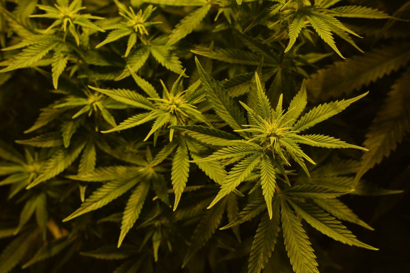 di Cannabis Animata, 1624x1080 HD, Lenovo Legion