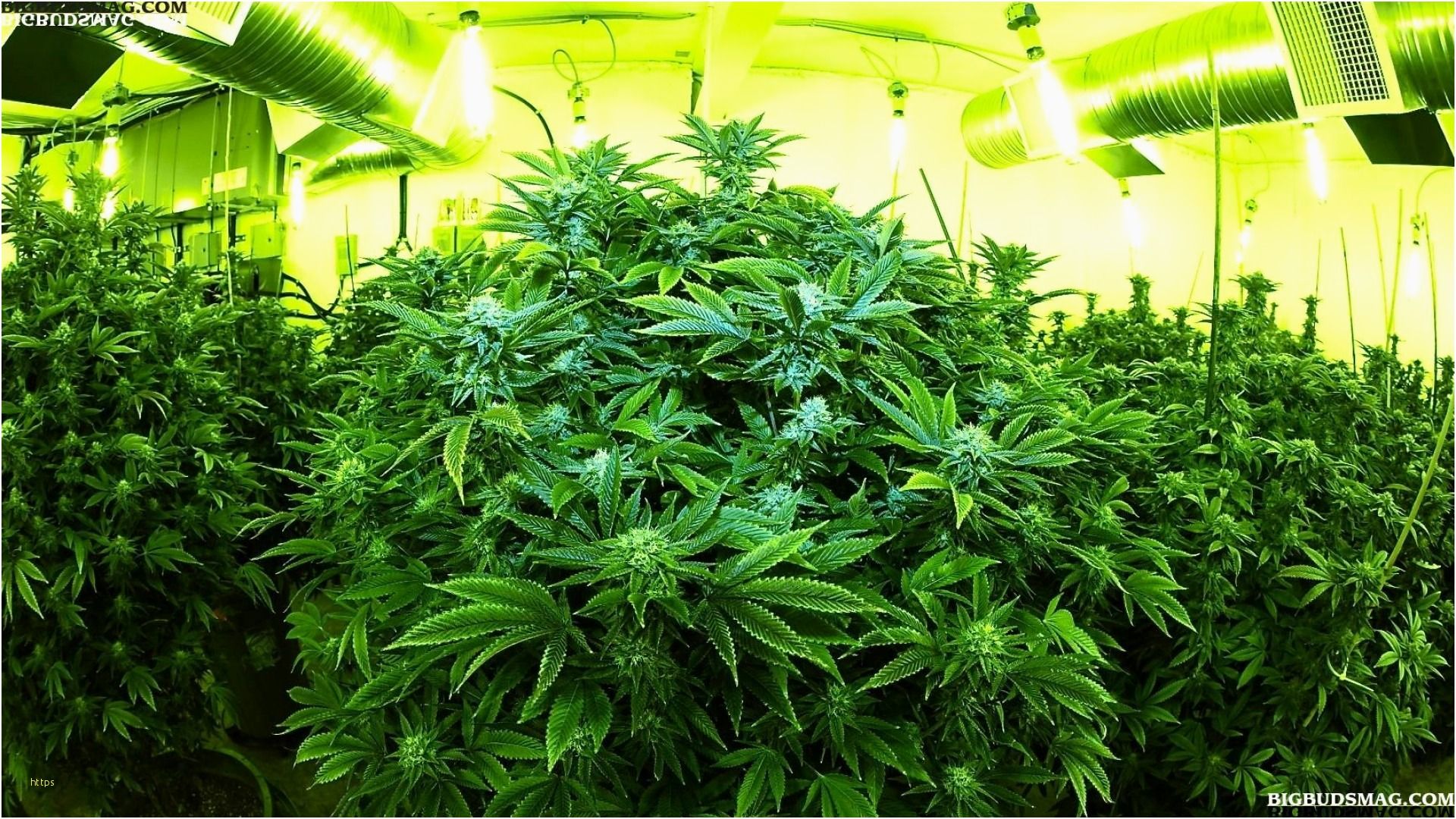 Foglia cannabis con ossa incrociate, 1600x920 HD Ready, PC Desktop
