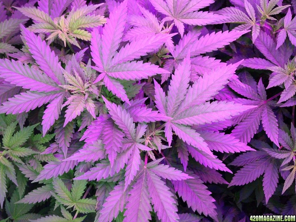 Foglie cannabis arcobaleno a spirale, 1024x1024 HD, Desktop