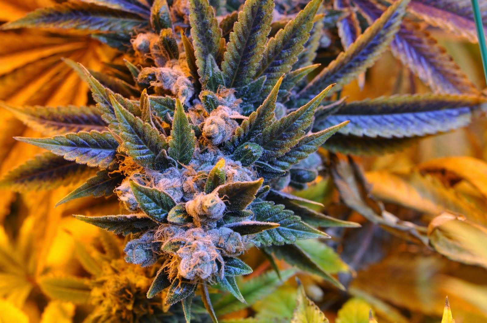 Foglie cannabis arcobaleno su nero, 1024x1024 HD, Desktop