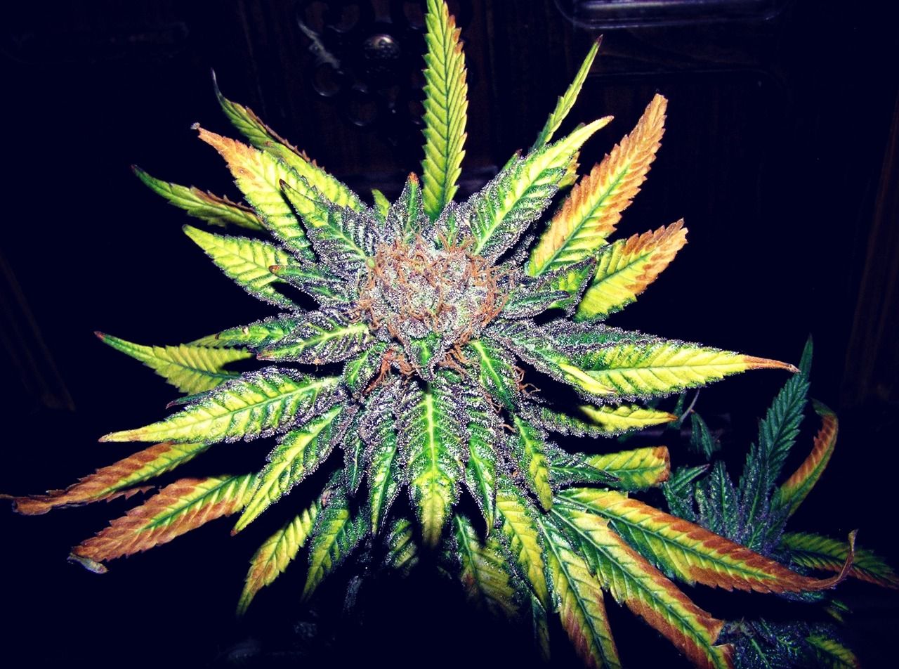 Tricomi foglia cannabis macro, 2560x2113 2K+, Desktop