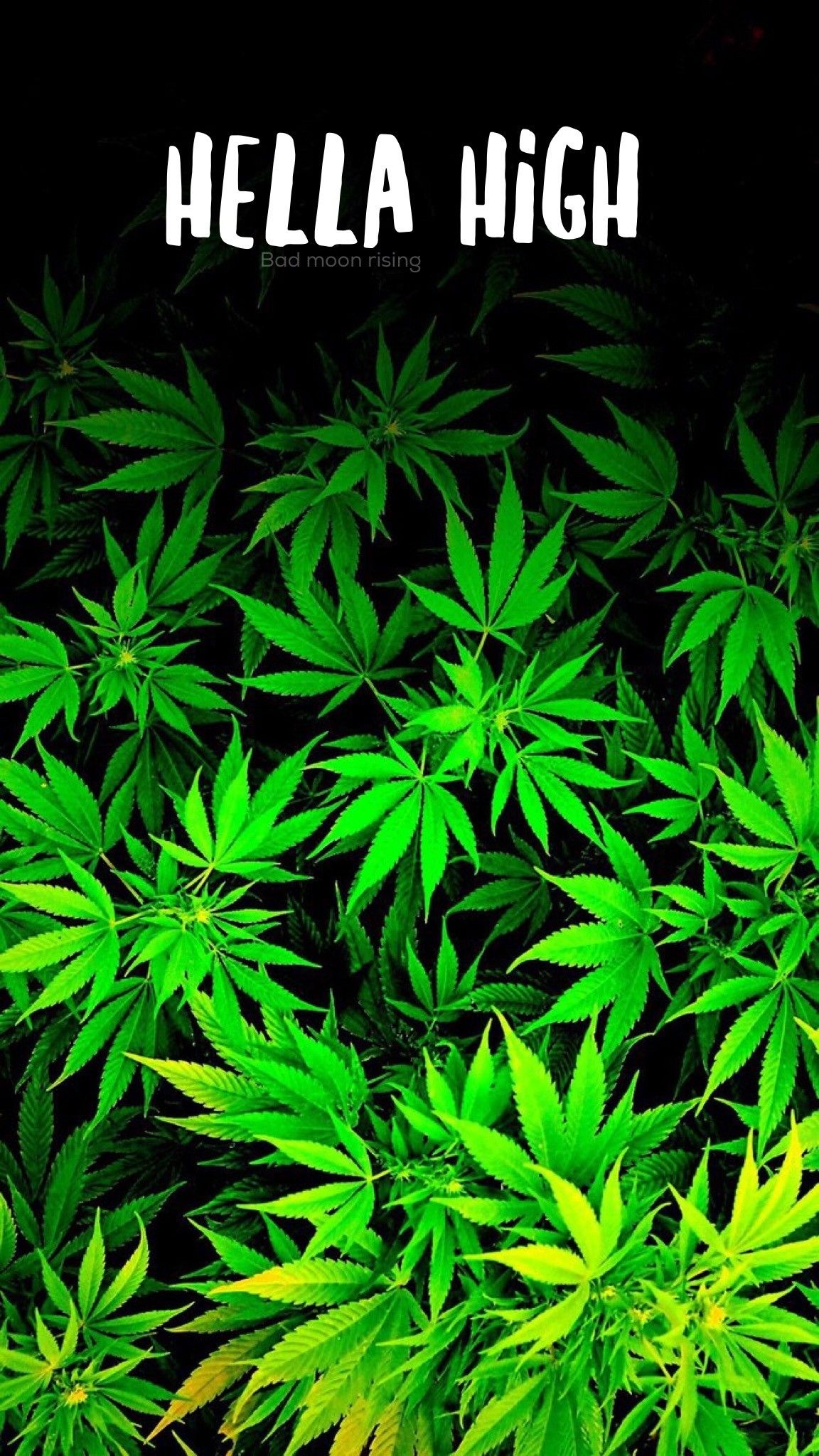 Foglie di cannabis verdi, 1920x1080 Full HD, PC