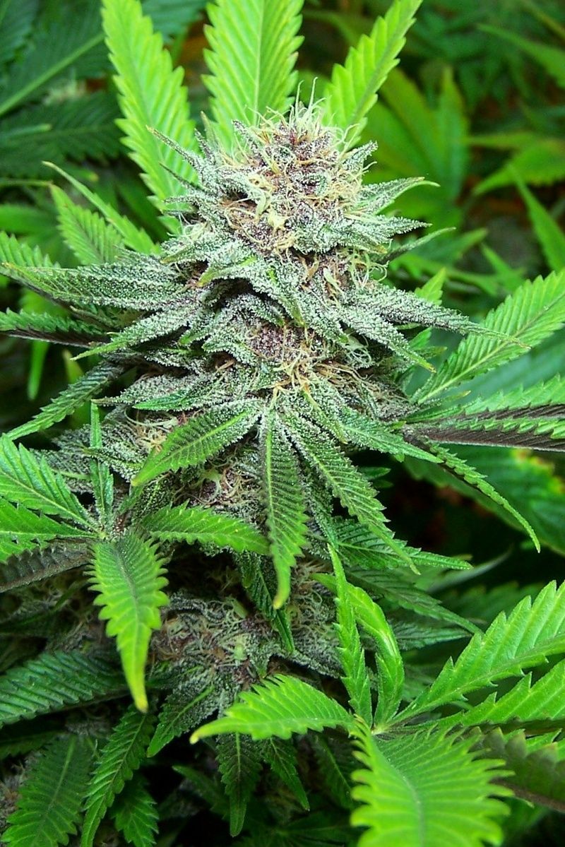 Foglia cannabis in resina epossidica, 2048x1536 Hi-Res, PC