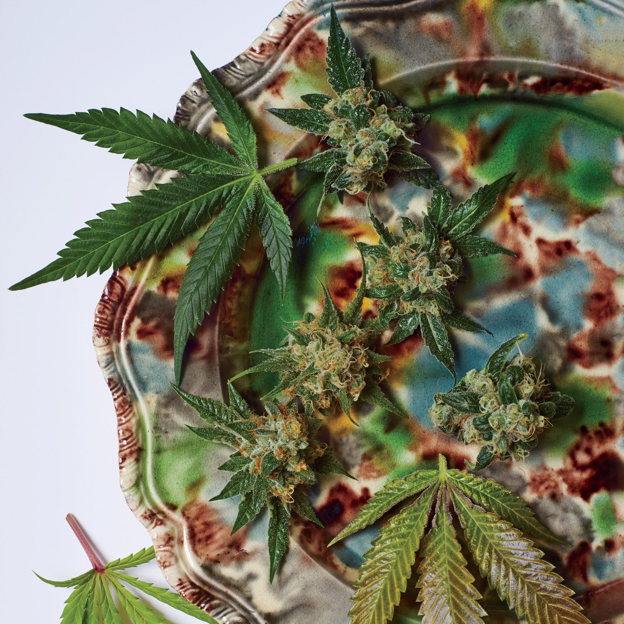 Foglia cannabis multicolore arcobaleno, 1280x952 HD, Desktop