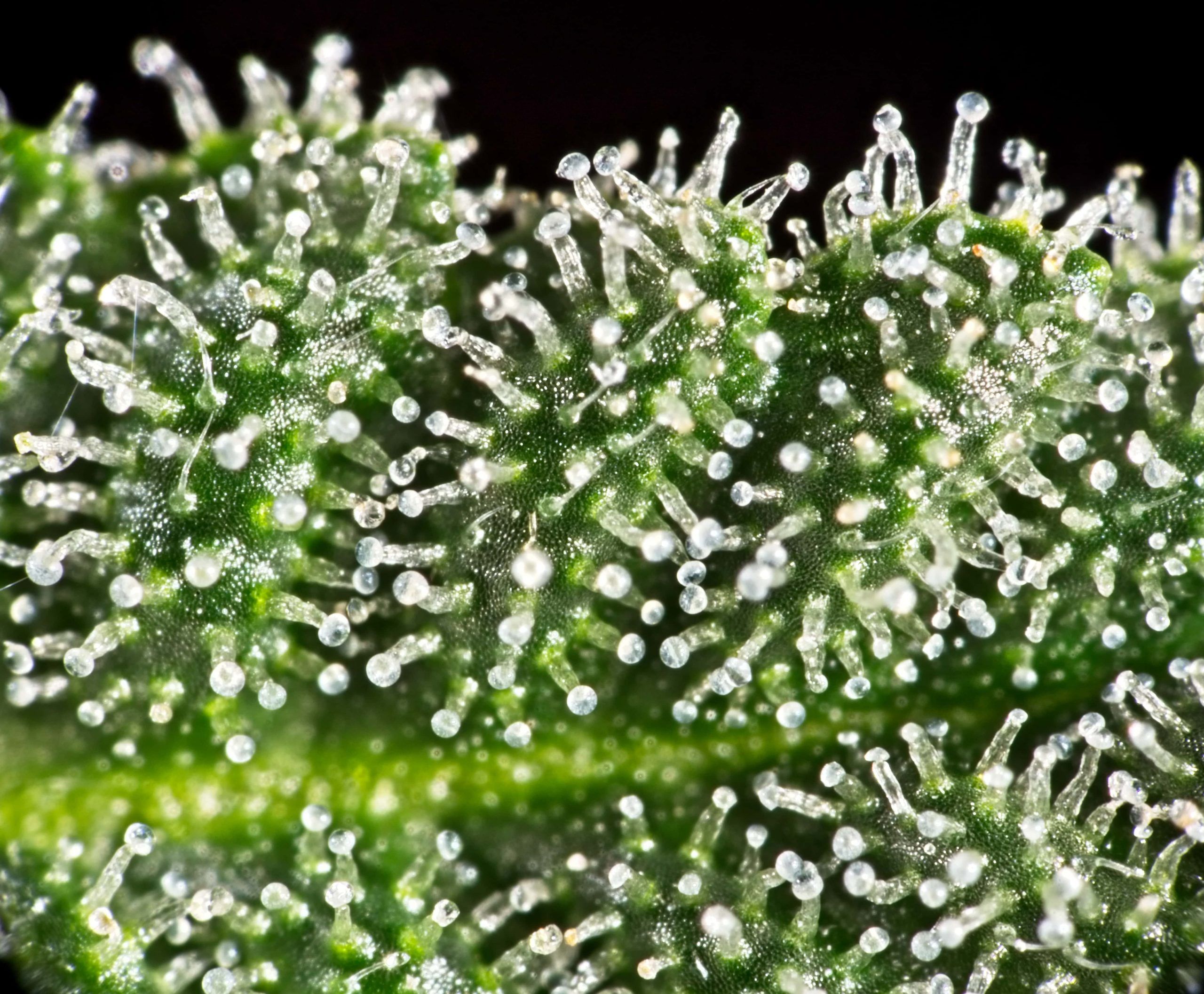 Foglia cannabis galassia arcobaleno, 750x1334 Full HD Verticale, iPhone
