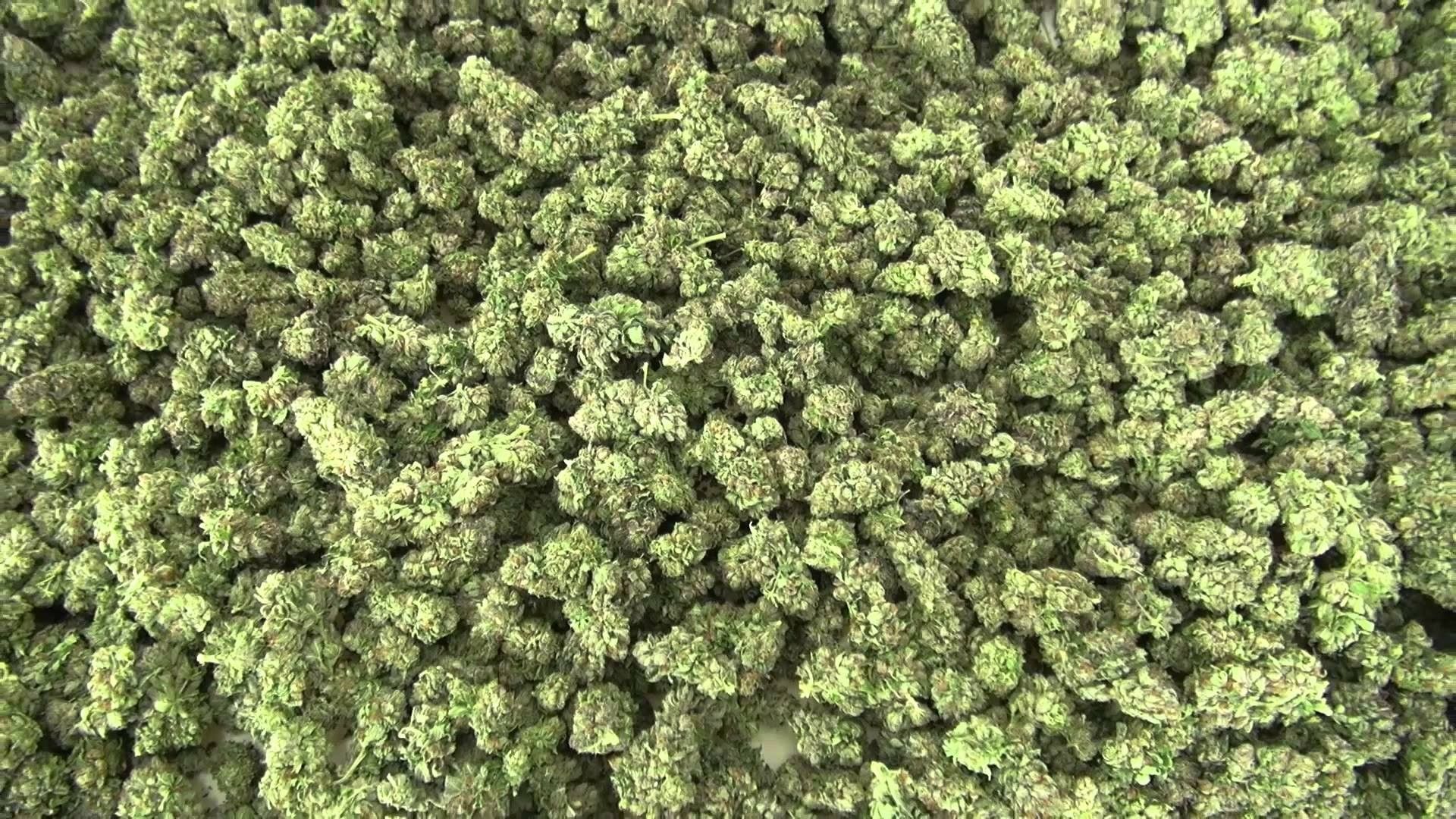 Cime di cannabis verdi, 1920x1080 Full HD 1080p, Desktop
