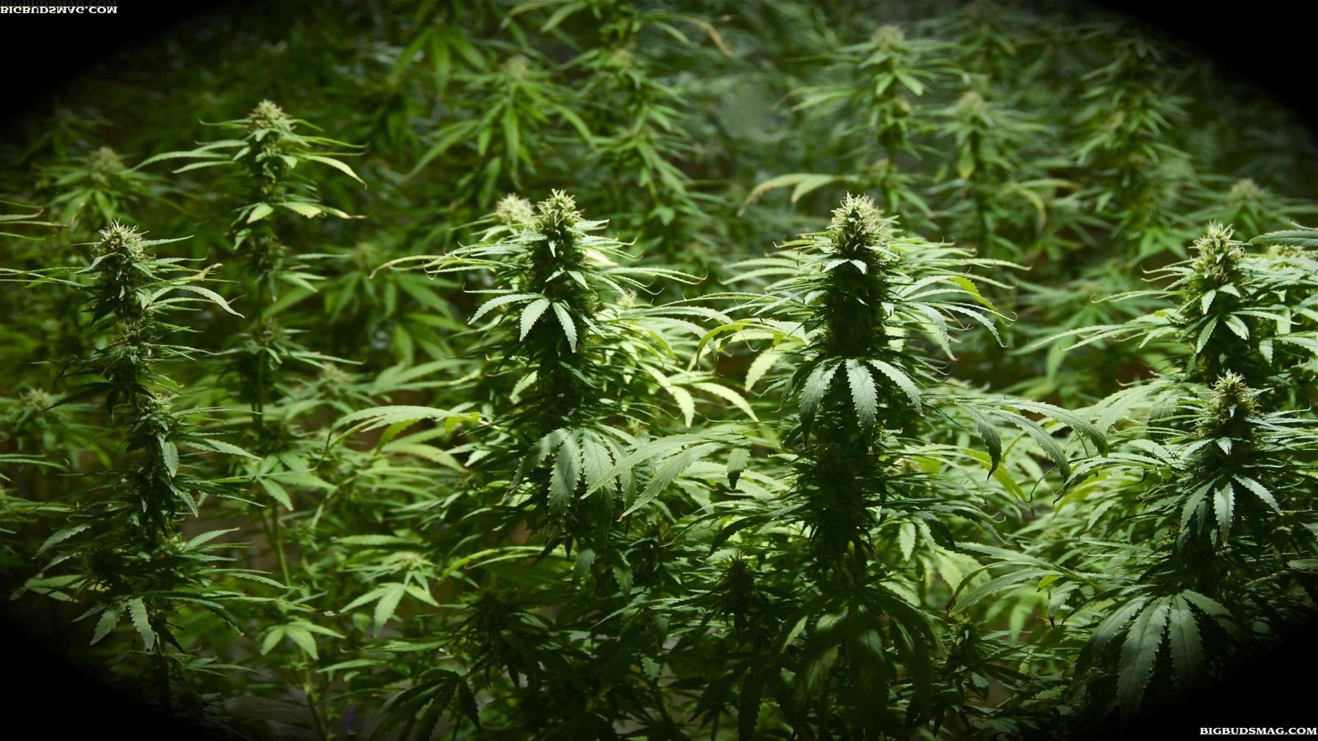 Cime di cannabis verdi, 2560x1440 QHD, Laptop