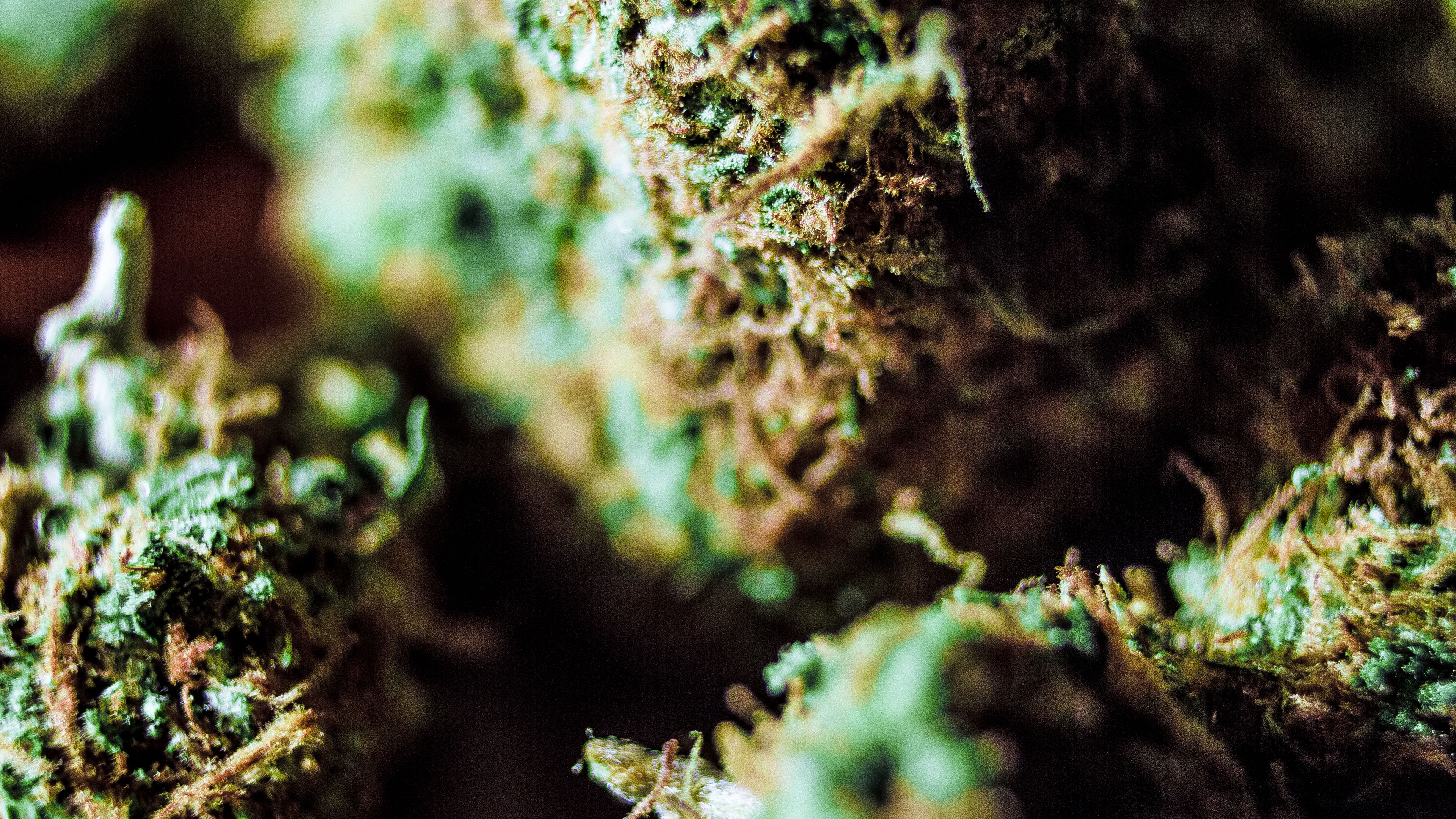 Primo piano gemme cannabis verdi, 3840x2160 4K, Desktop 4K
