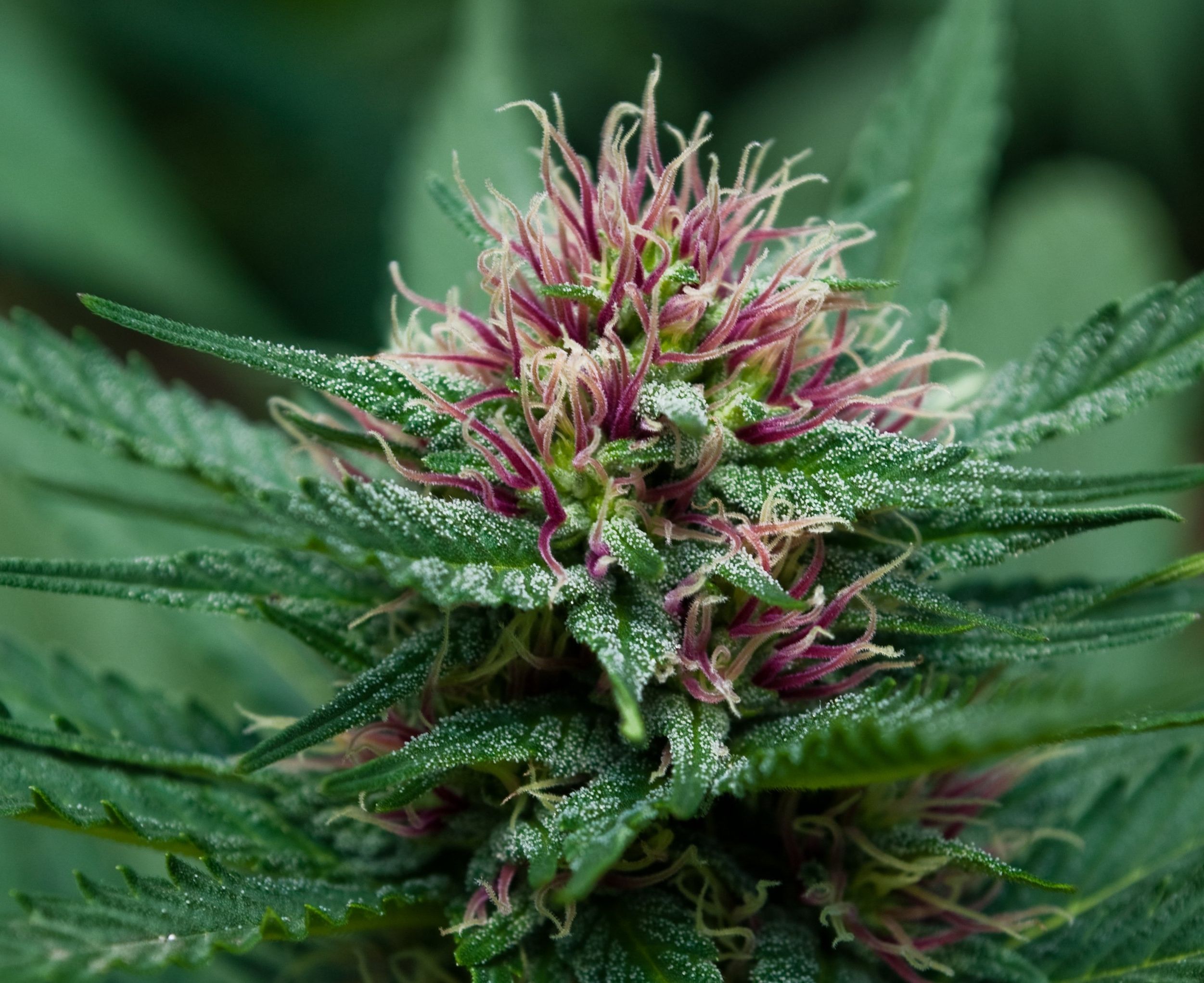 Gemma cannabis viola verde, 2502x2043 alta risoluzione, Laptop