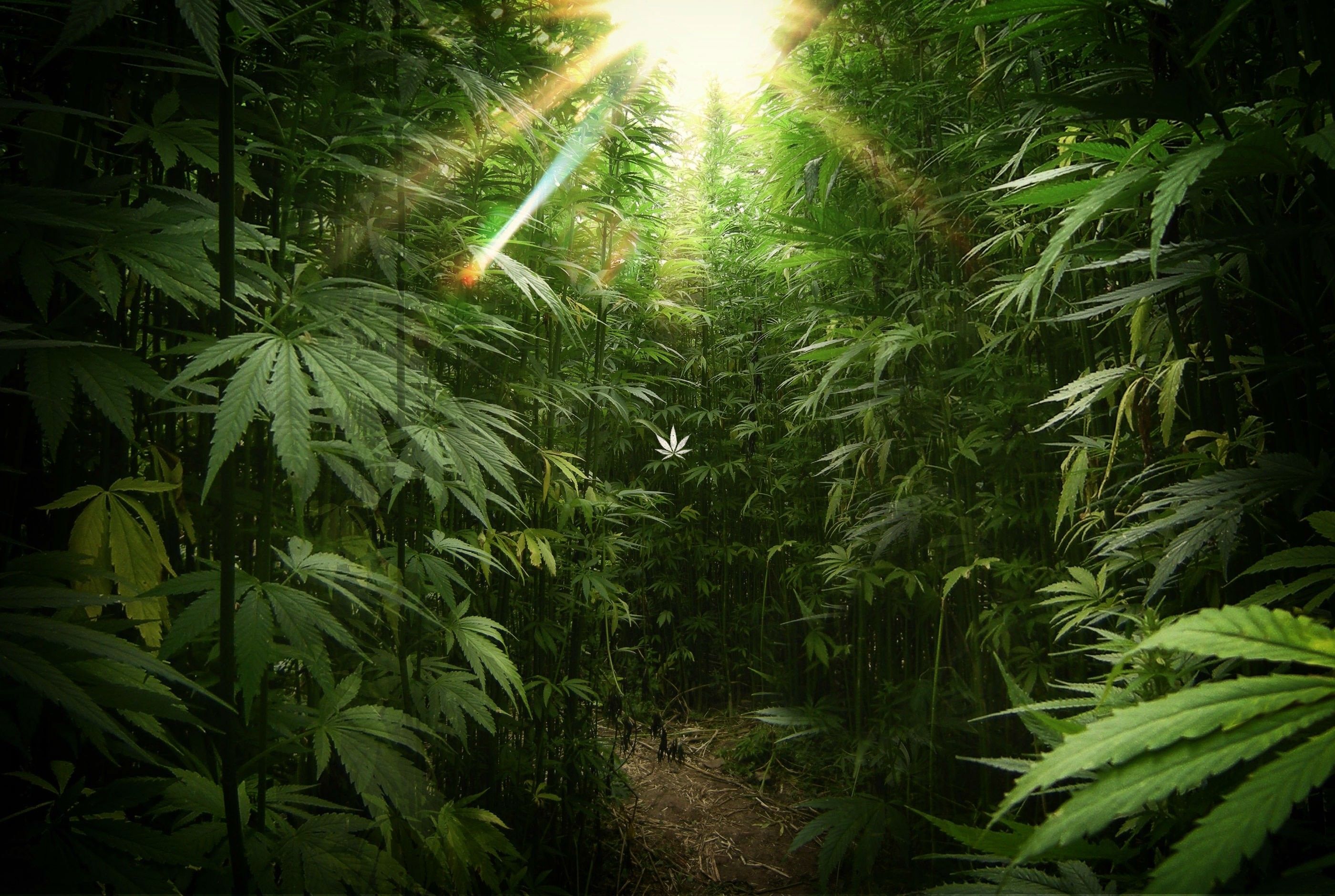 Piante di cannabis nella foresta, 2800x1880 2K+, PC