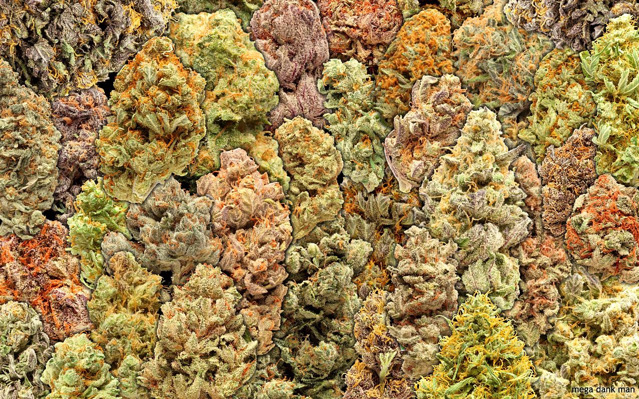 Cime di cannabis, primo piano, 1280x800 720p, PC