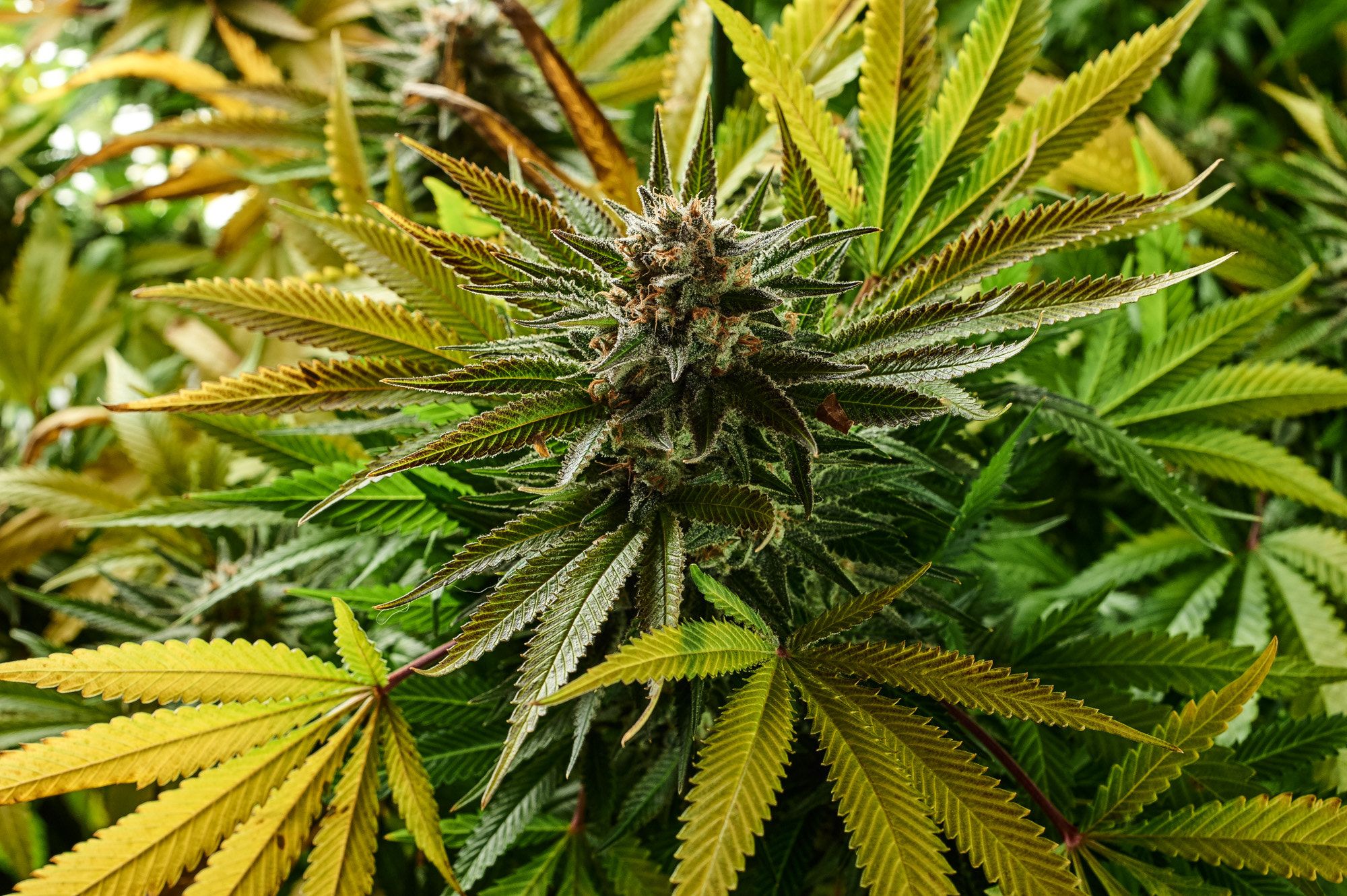 Pianta cannabis fiore verde, 2000x1331 2K, Laptop