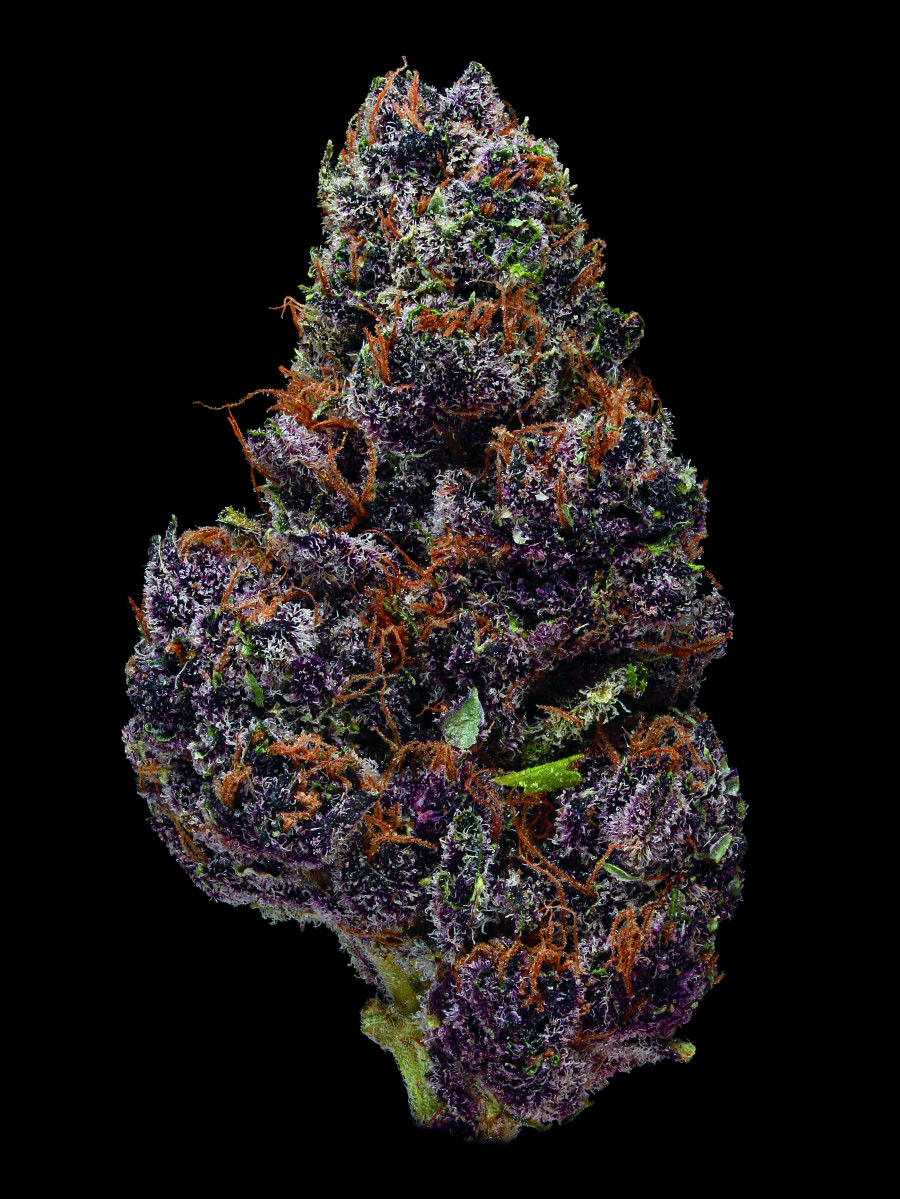 Cima cannabis viola macro, 900x1199 Verticale, Mobile