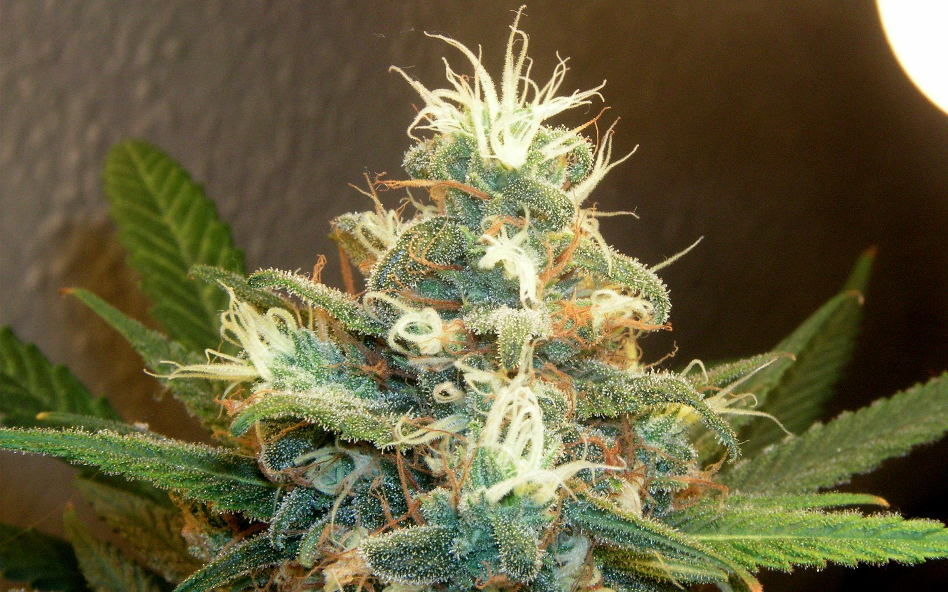 Cima di cannabis in fiore, 1920x1200 Full HD+, PC