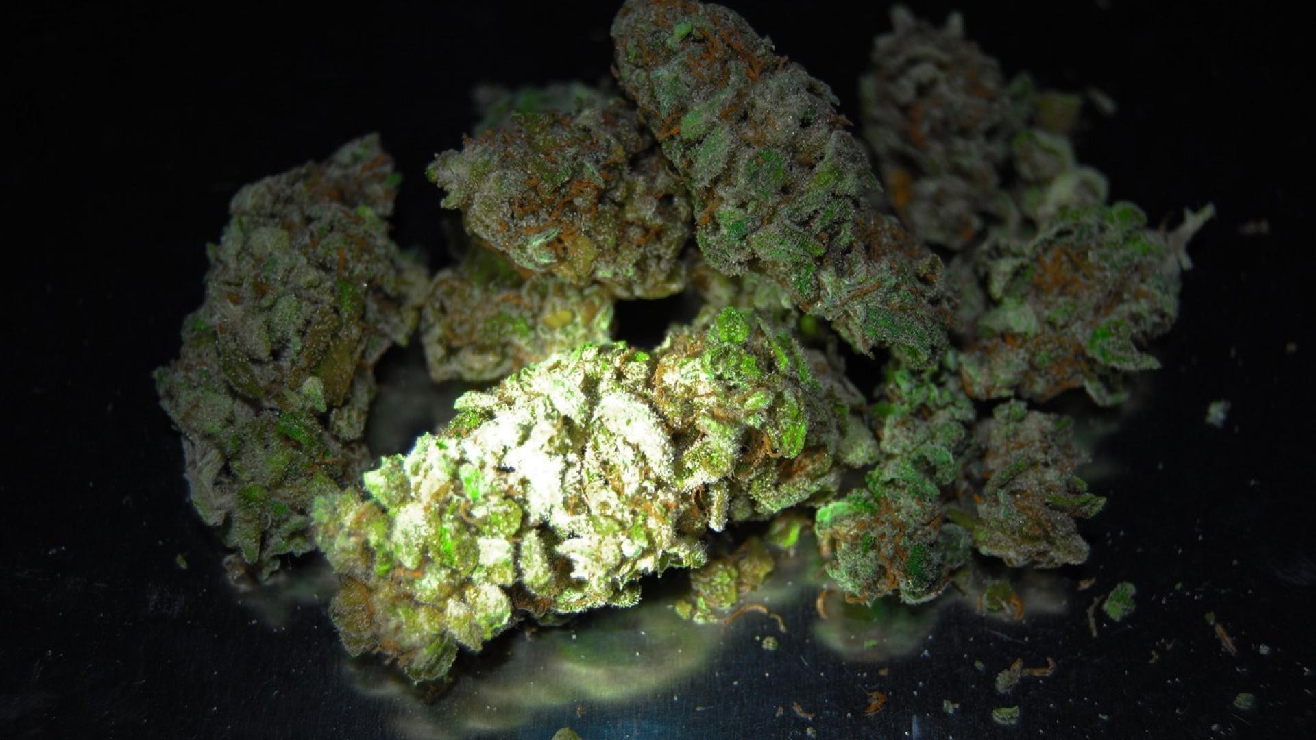 Gemma di cannabis macro, 1920x1080 Full HD, Laptop