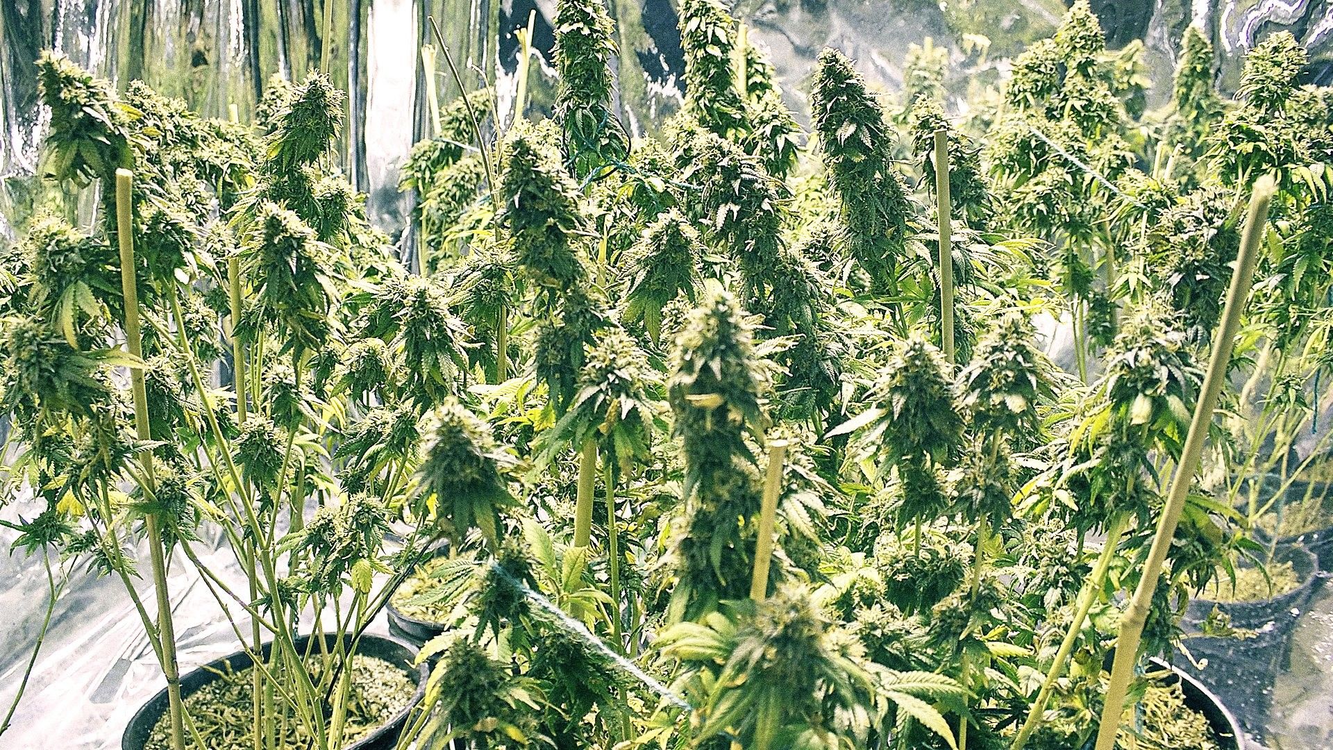 Piante cannabis SCROG in fiore, 2048x1536 Hi-Res, Desktop