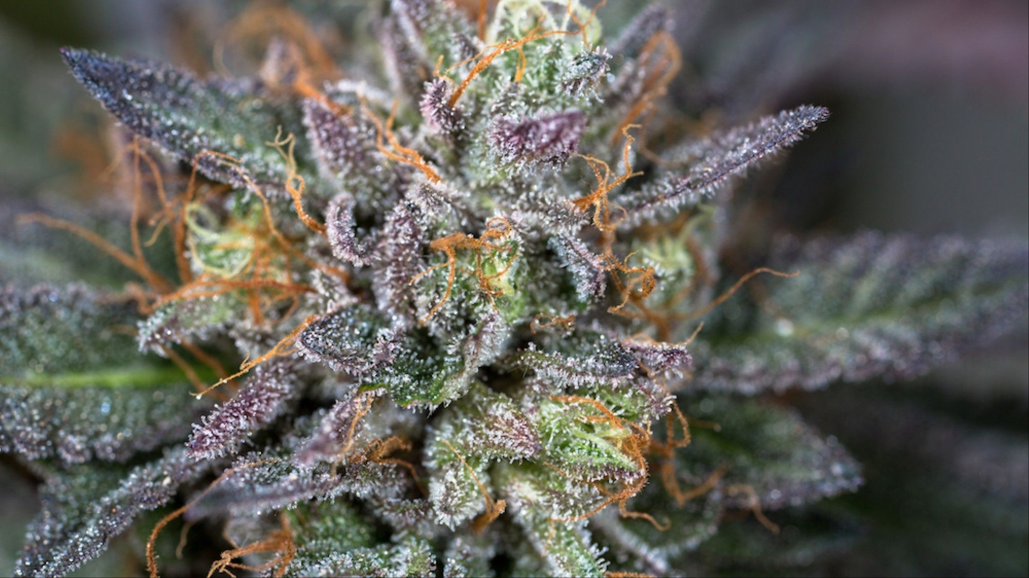Gemma di cannabis viola, 2000x1124 Hi-Res, PC