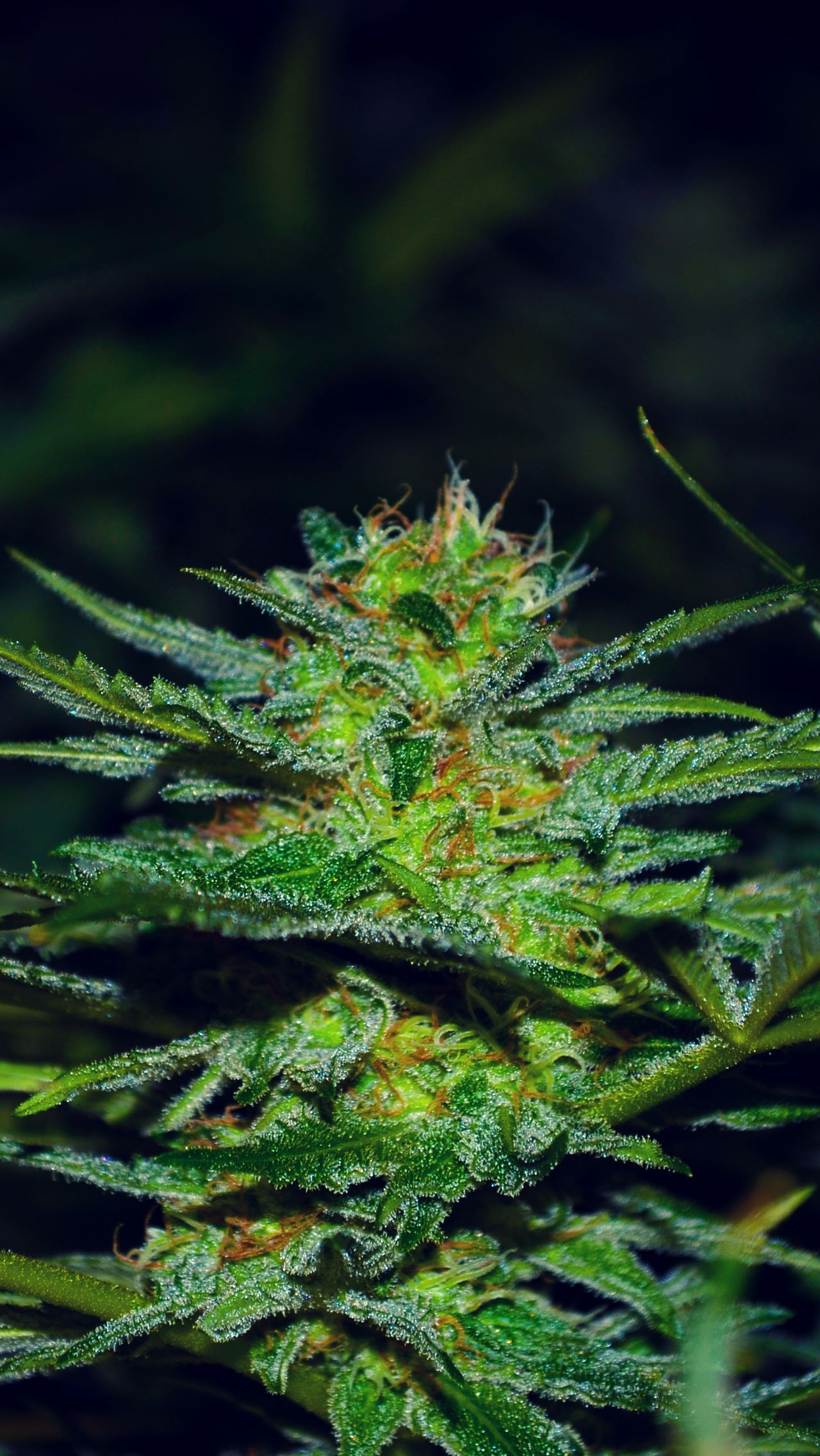 Pianta di cannabis fiorita, 1280x2272 Verticale, Telefono