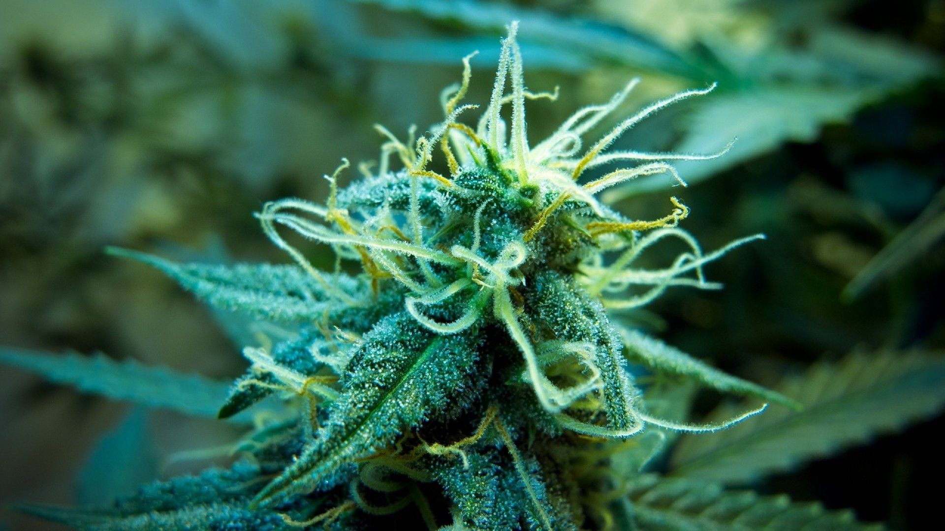 Fiore di cannabis in primo piano, 1920x1080 1080p, Laptop