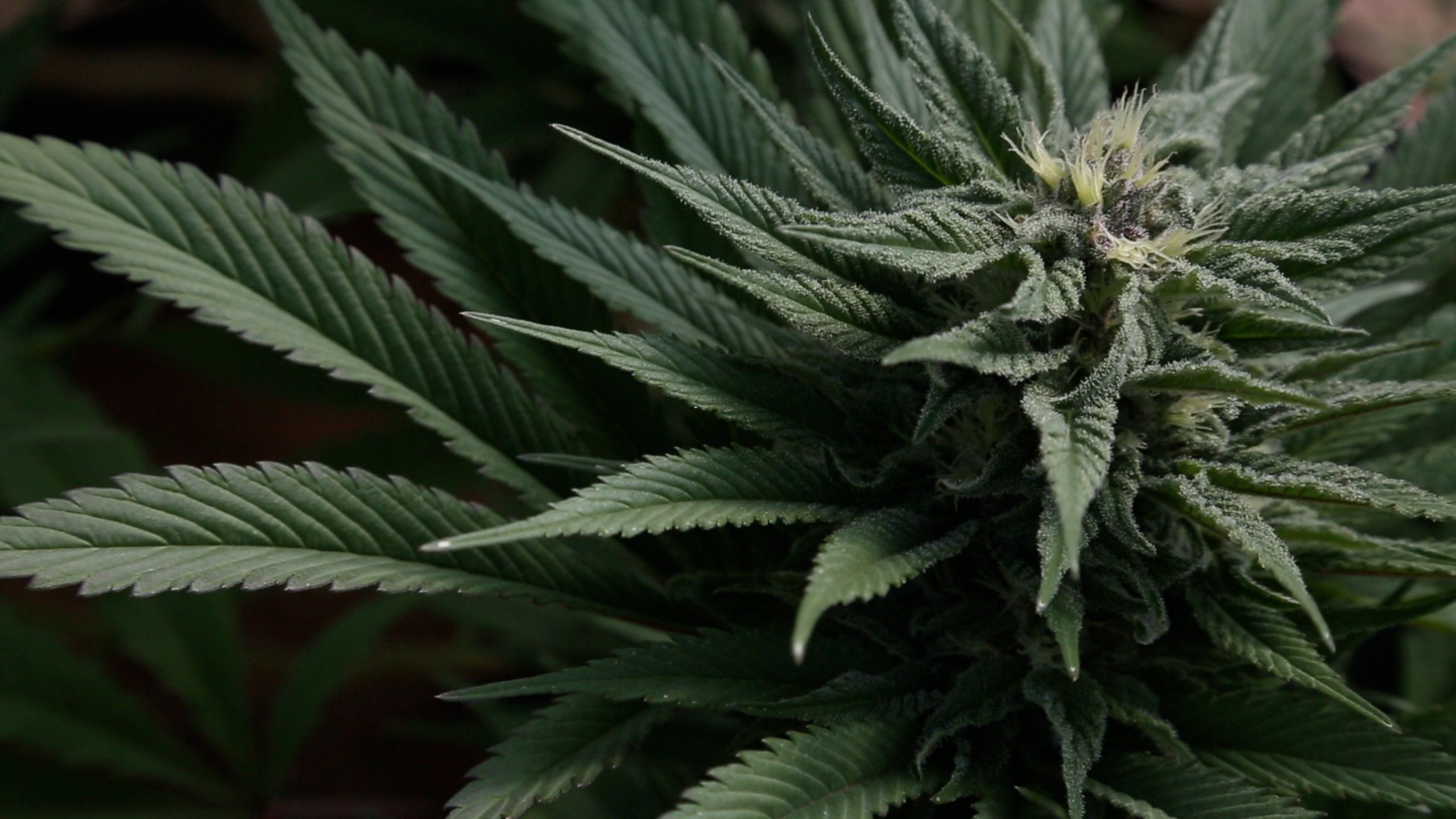 Pianta di cannabis verde, 2560x1440 2K, Desktop