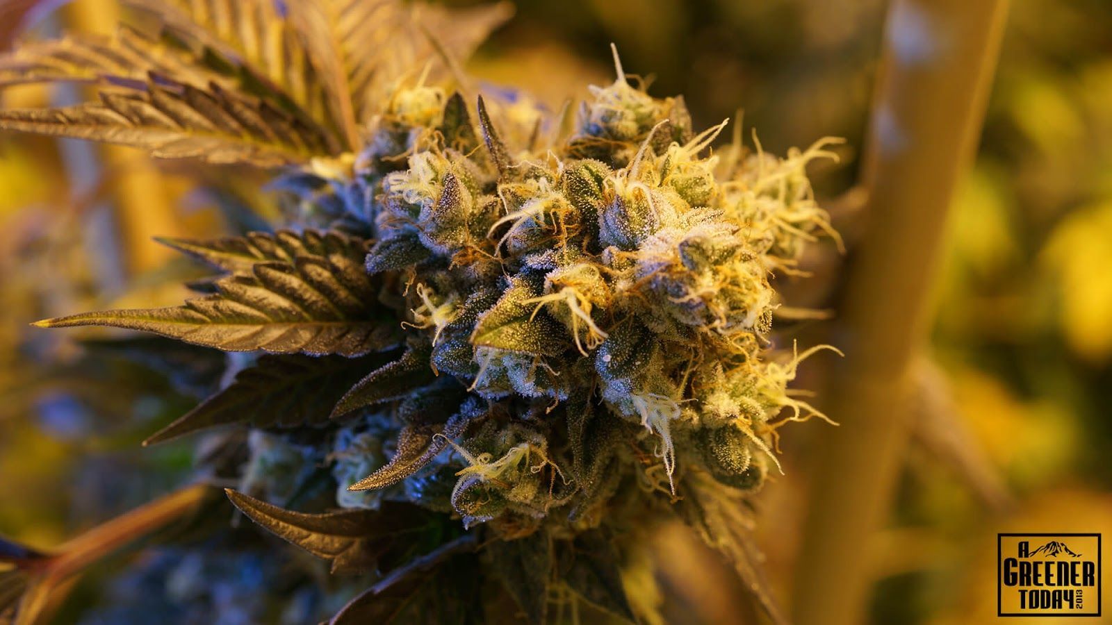 Piante di cannabis verdi, 1920x1080 Full HD, Desktop