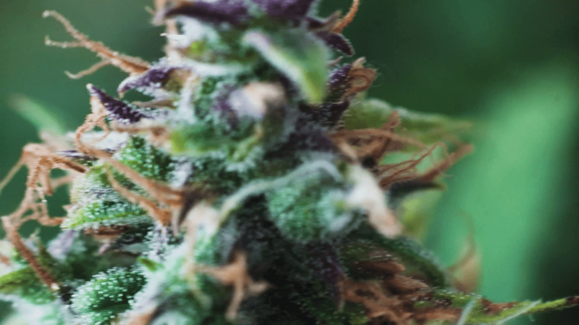 macro cima cannabis con tricomi, 1920x1080 Full HD 1080p, PC Desktop