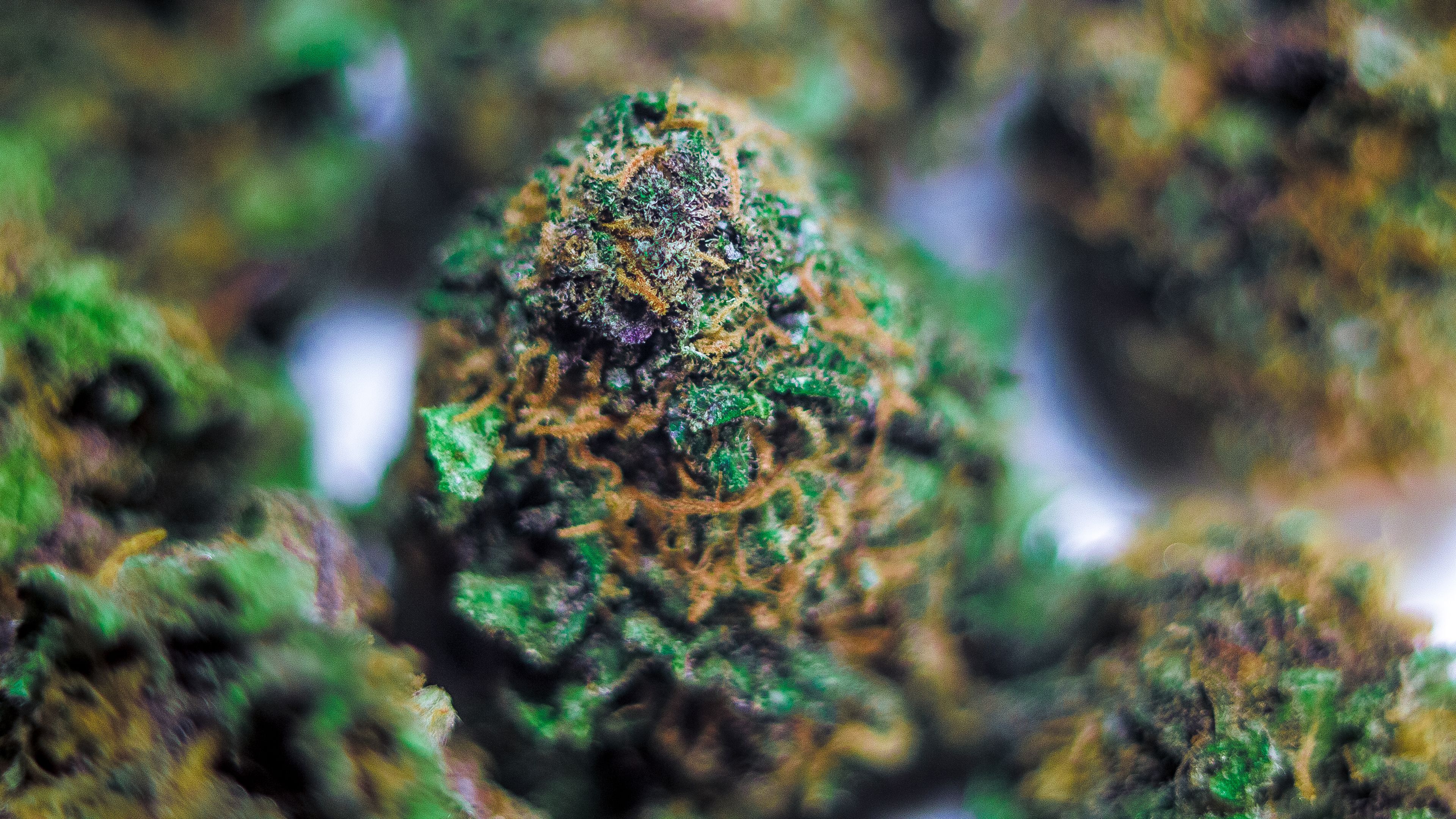 Cime di cannabis verde, 1600x1200 900p, MacBook Air