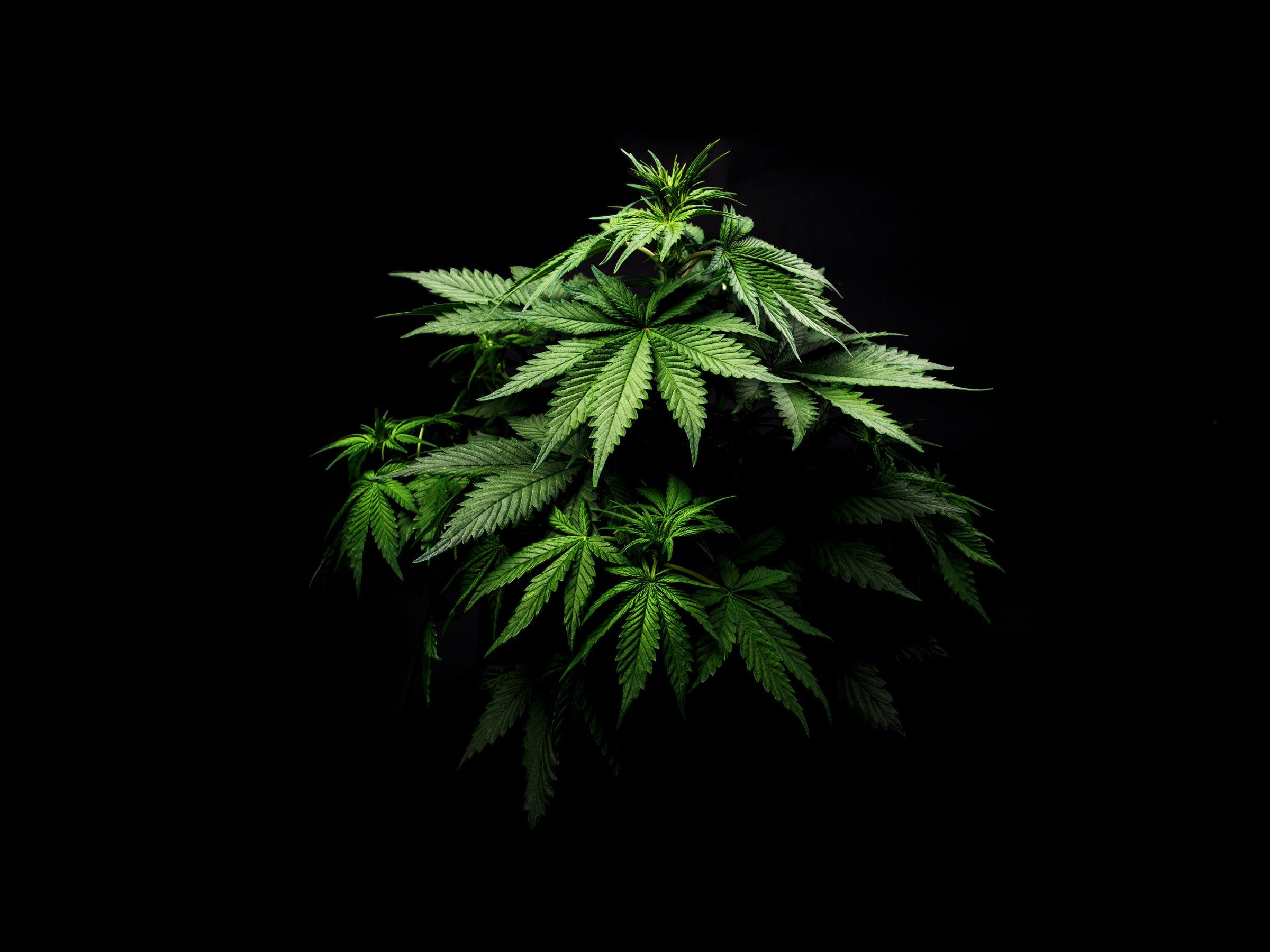 Pianta di cannabis su sfondo nero, 2400x1800 2K, Desktop