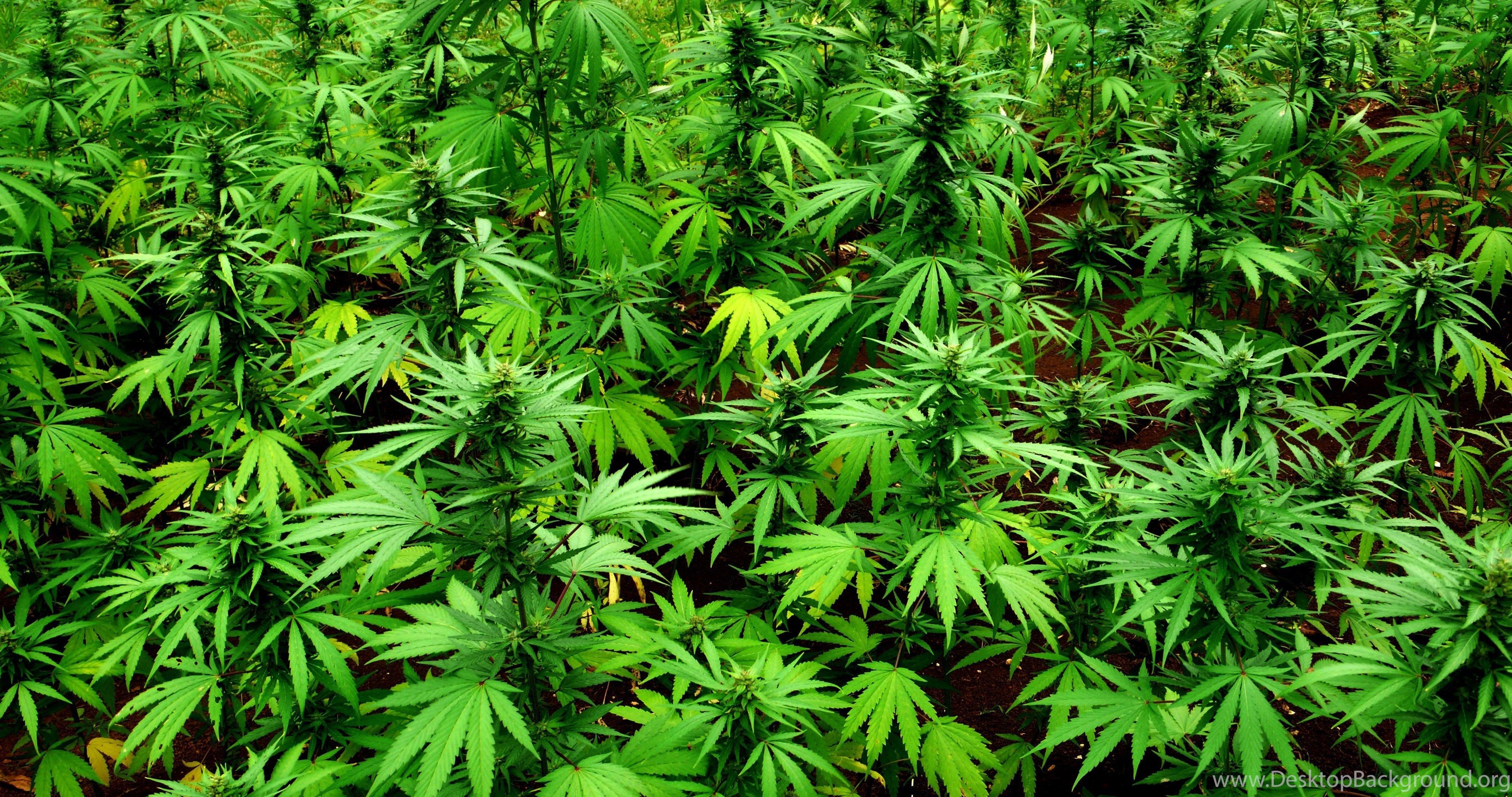 Foglia cannabis verde 420, 1440x900 HD, MacBook Air