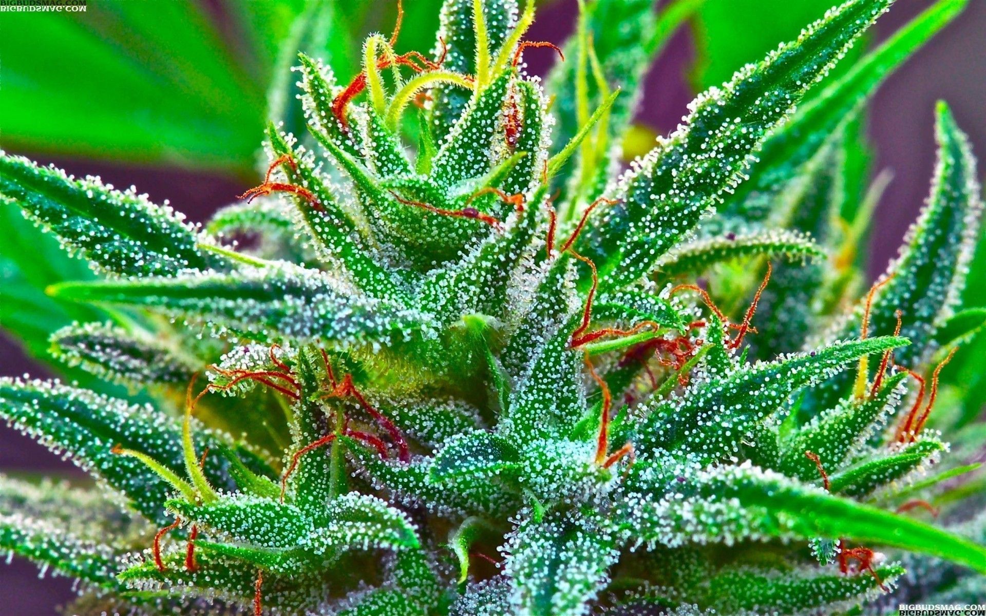 Gemma di cannabis verde macro, 1920x1200 Full HD+, Laptop