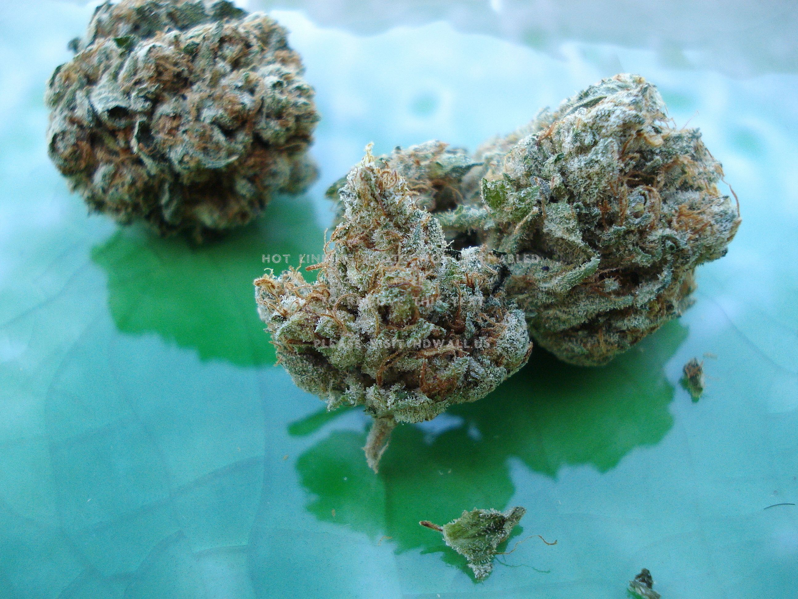 Gemma di cannabis macro, 3840x2160 UHD, PC 4K