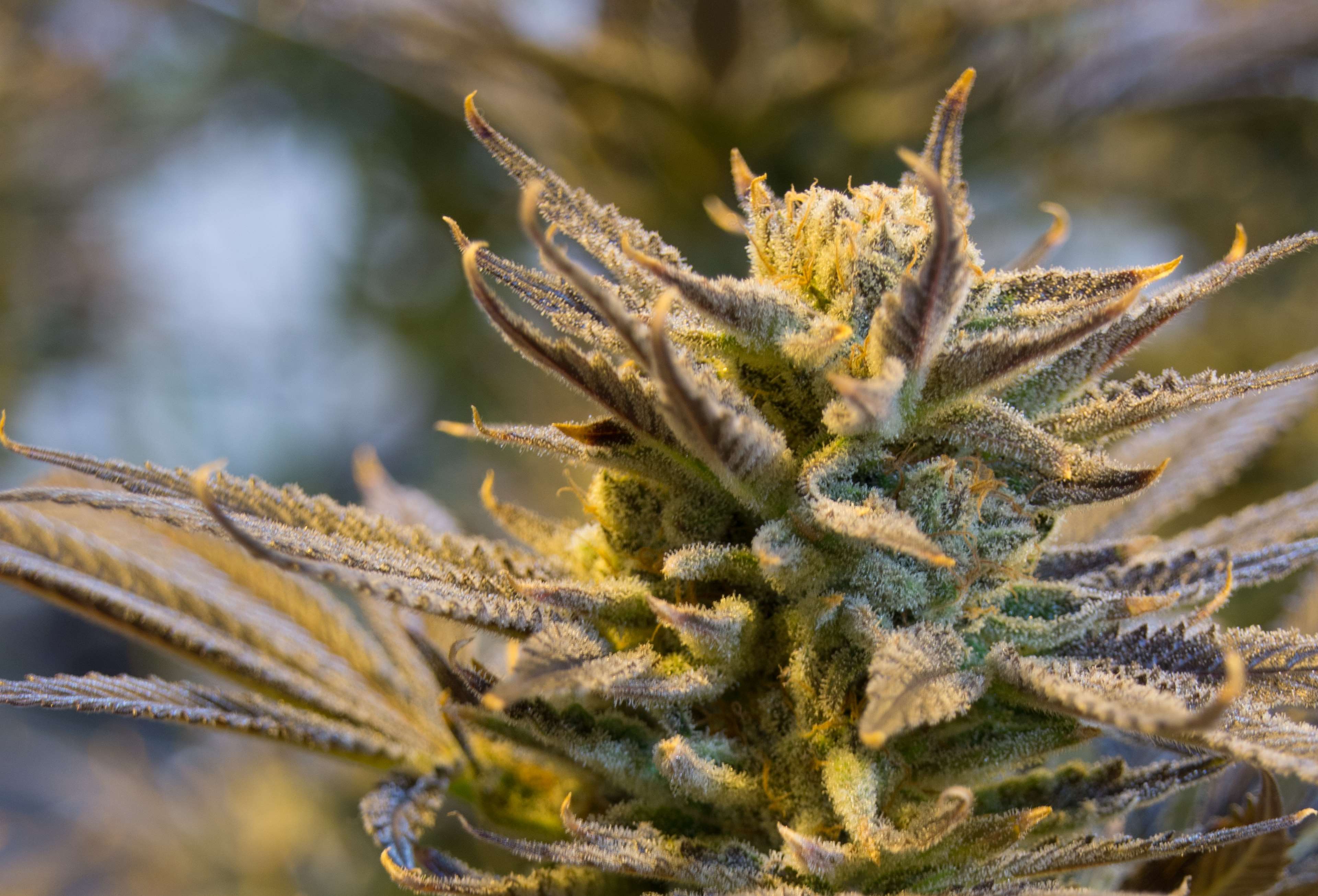 Pianta di cannabis in fiore, 3840x2612 UHD, Monitor 4K