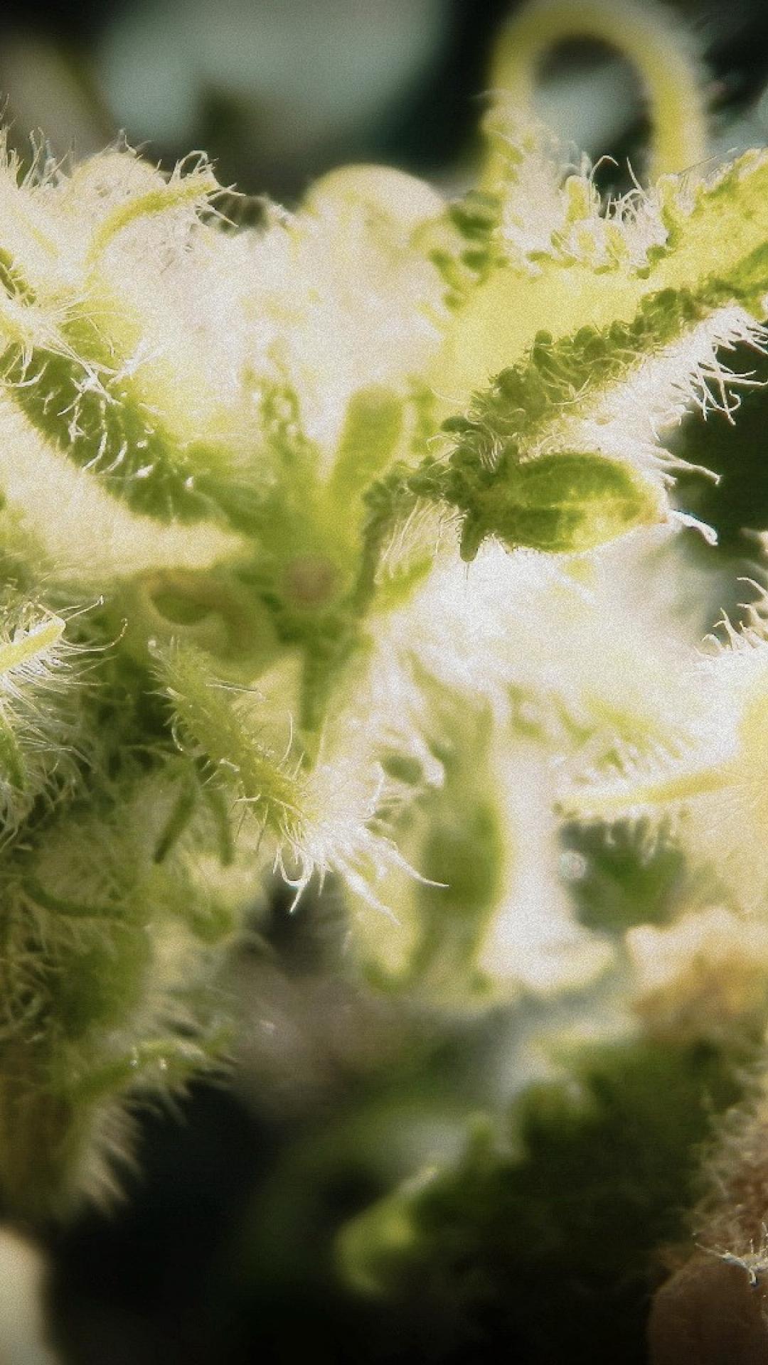 Foglie di cannabis con tricomi bianchi, 1080x1920 Verticale, Mobile