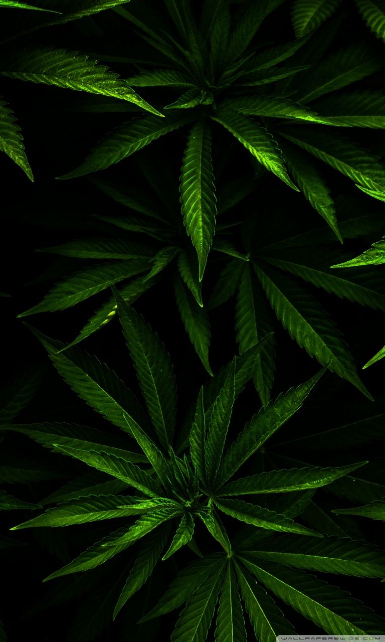 Foglie di cannabis verdi, 768x1280 Full HD Verticale, Smartphone
